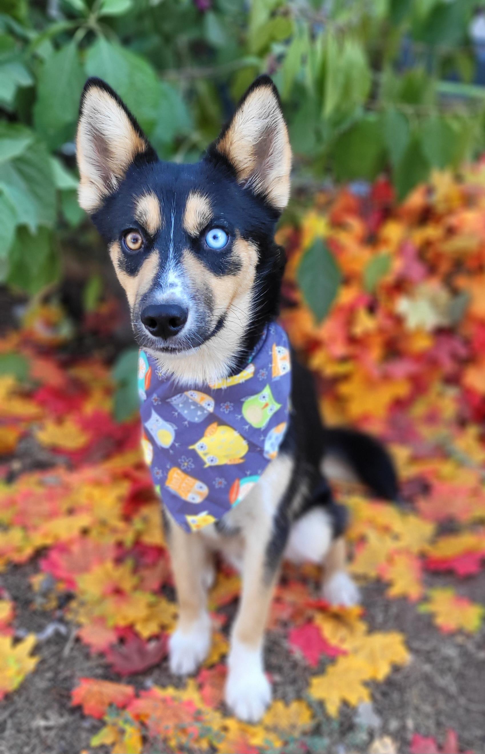 Enlarge Bandit, a Adoptable Pomsky in Vernon, TX image 5/5