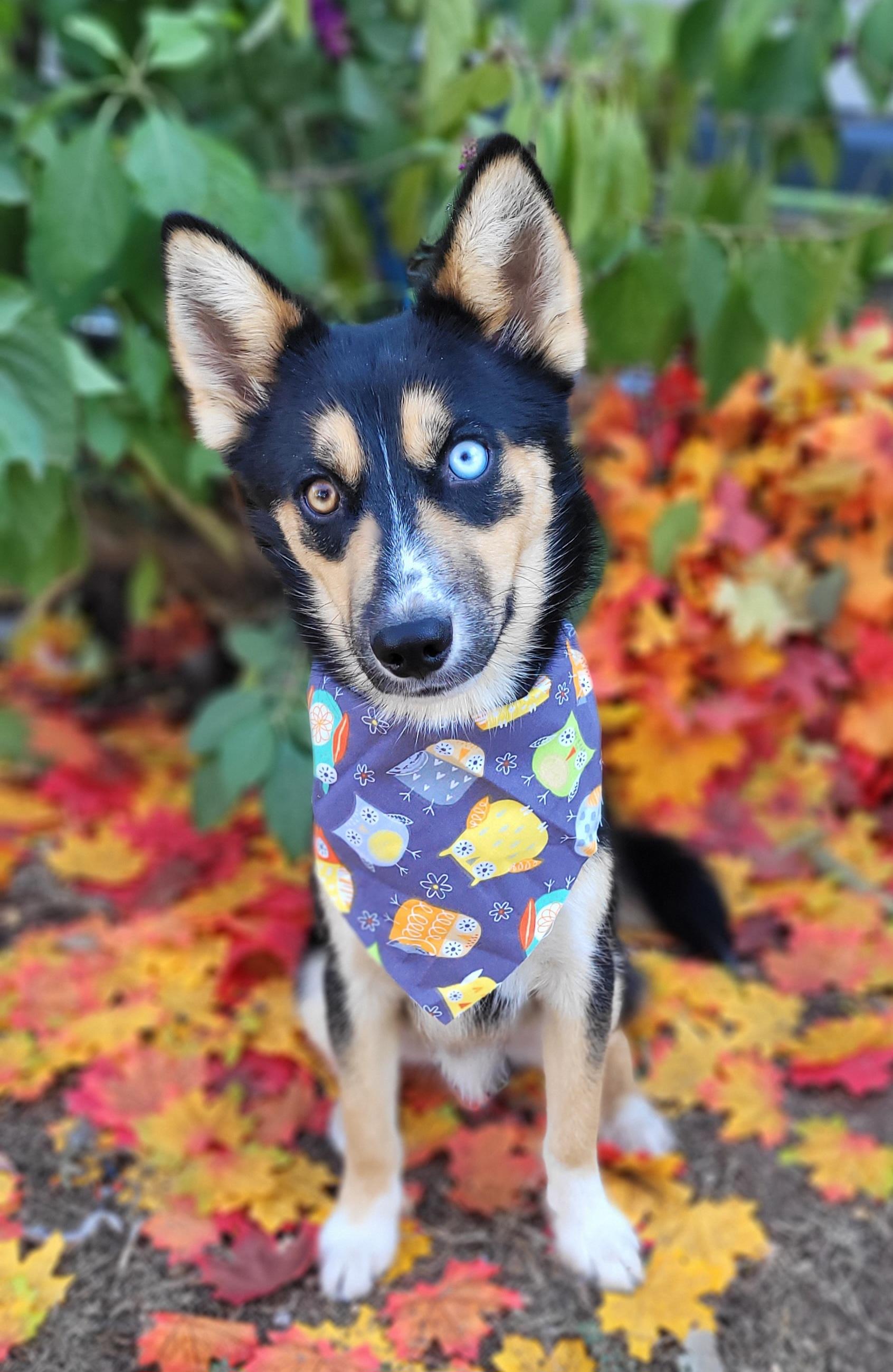Enlarge Bandit, a Adoptable Pomsky in Vernon, TX image 1/5