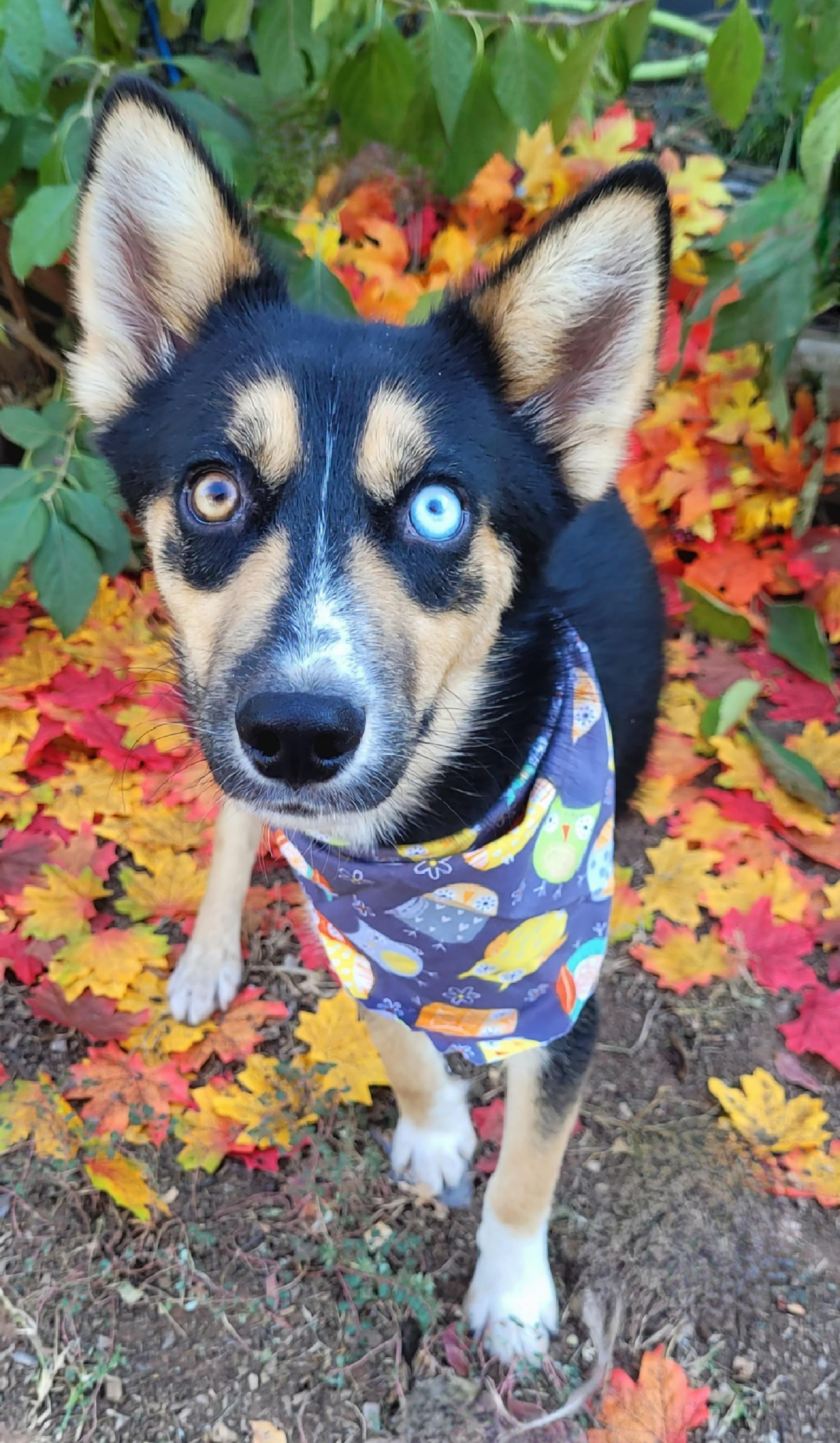 Enlarge Bandit, a Adoptable Pomsky in Vernon, TX image 3/5