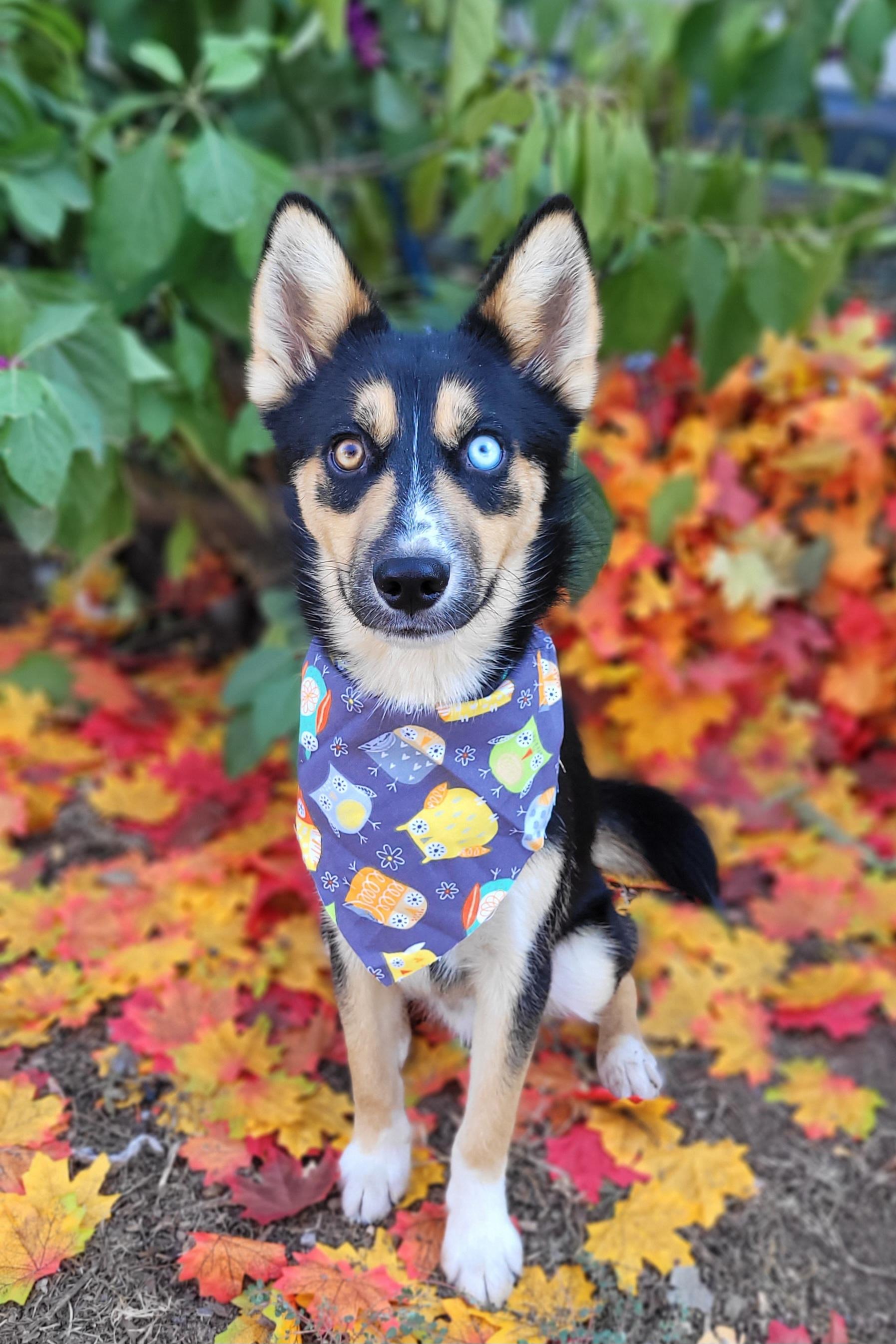 Enlarge Bandit, a Adoptable Pomsky in Vernon, TX image 4/5