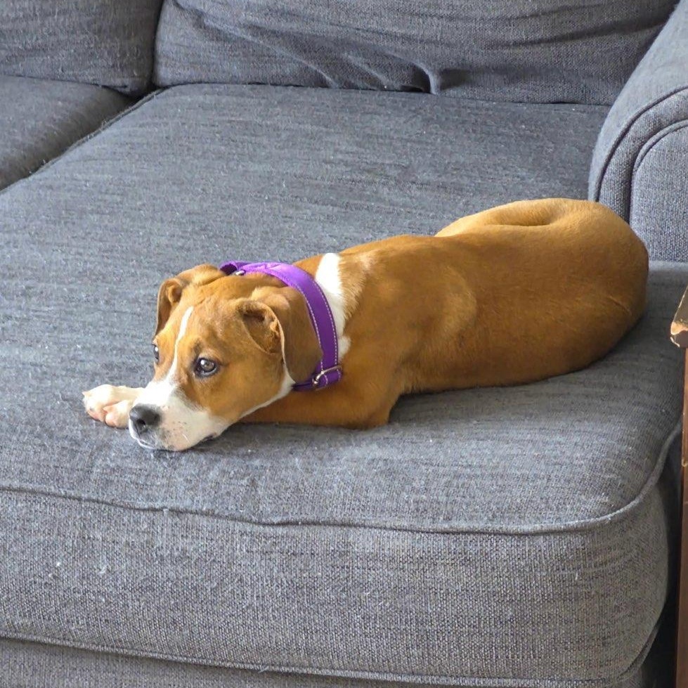 Enlarge Lizzy, an adopted mixed breed in CHURCHVILLE, NY image 3/3