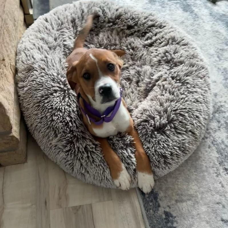 Enlarge Lizzy, an adopted mixed breed in CHURCHVILLE, NY image 2/3