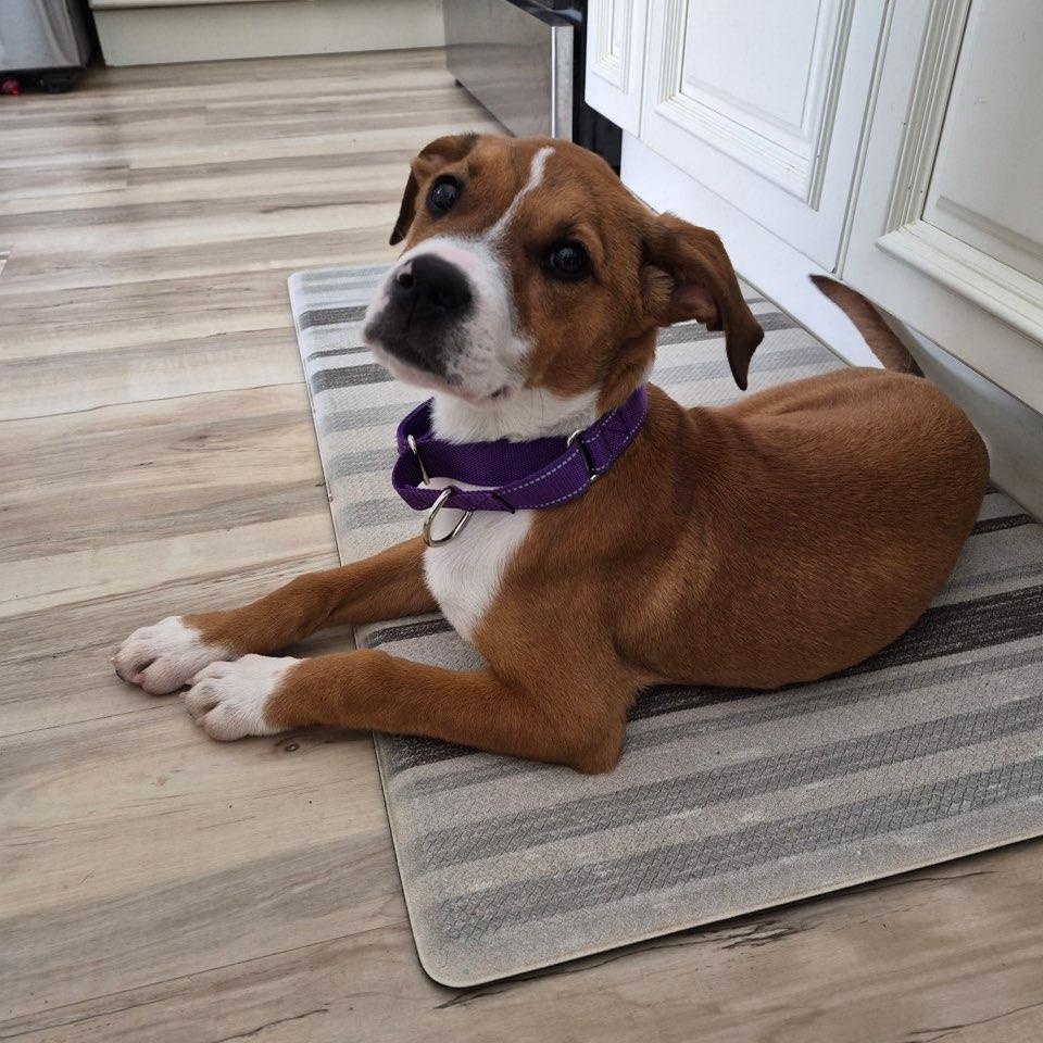 Enlarge Lizzy, an adopted mixed breed in CHURCHVILLE, NY image 1/3