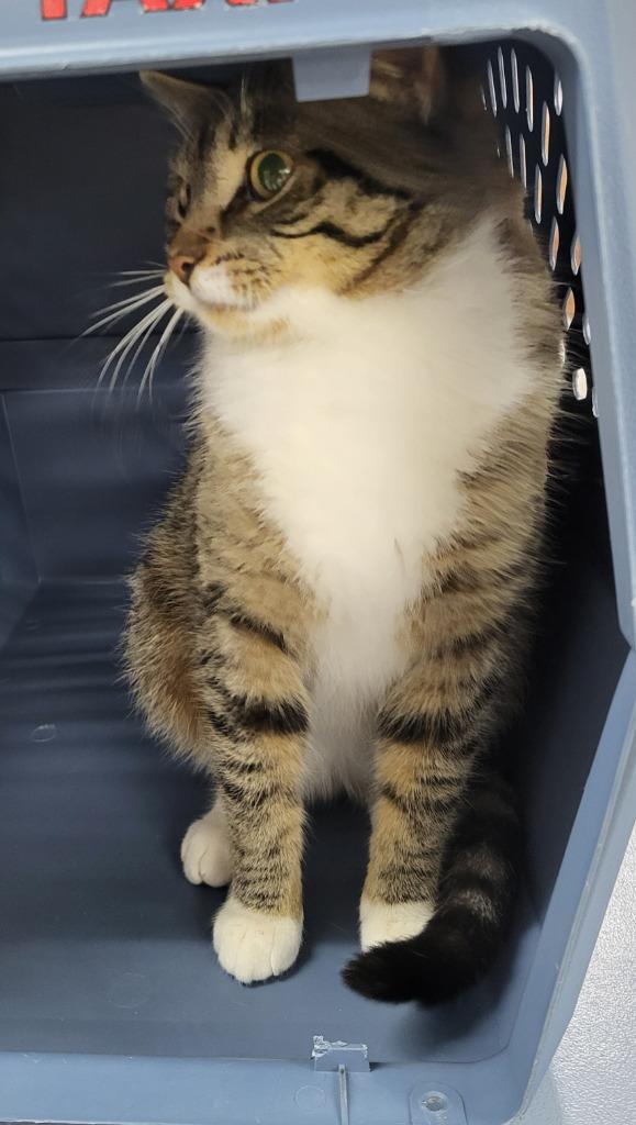 Pocket, Adopted, Adult Male Domestic Short Hair.