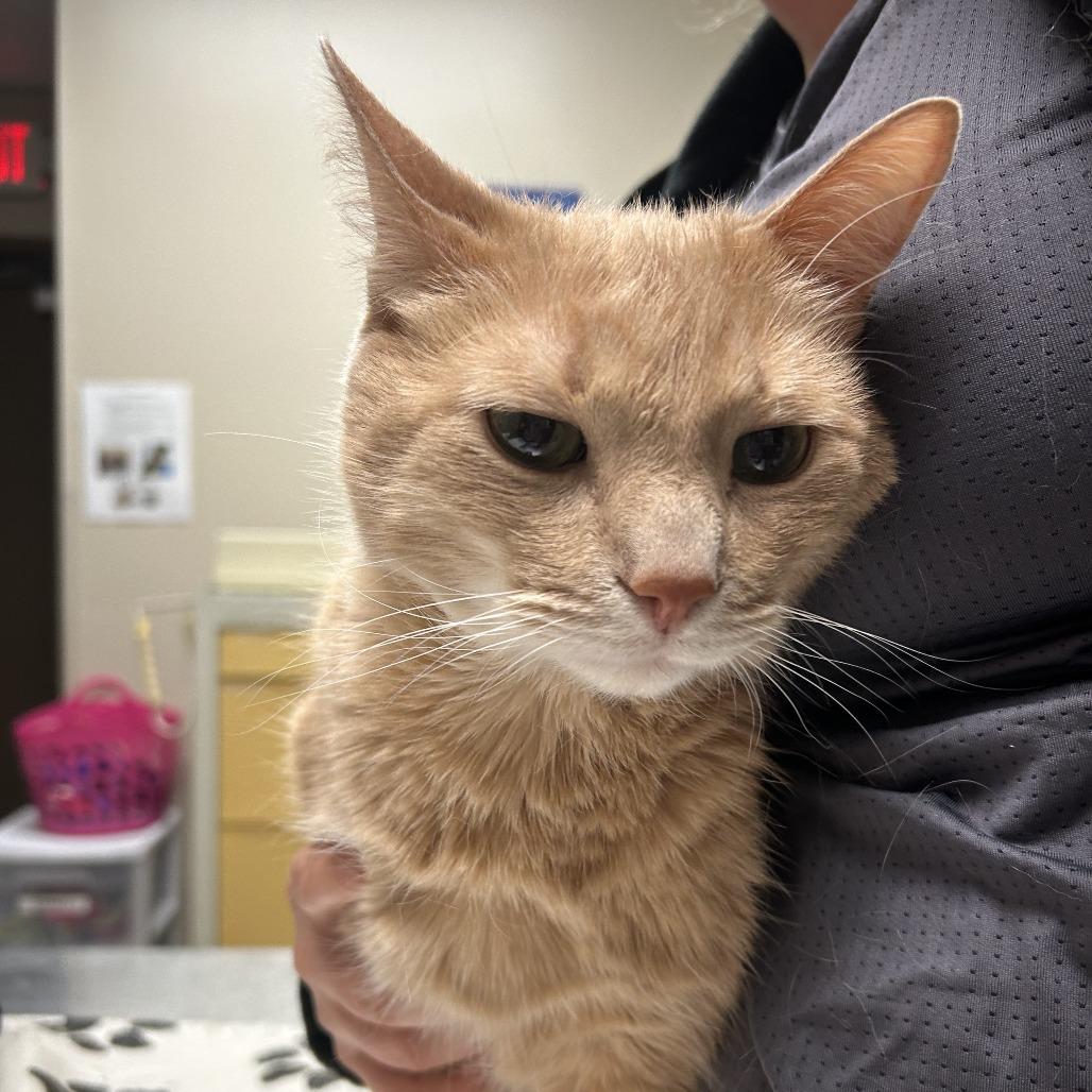 Tigger, Adoptable, Senior Male Domestic Short Hair.