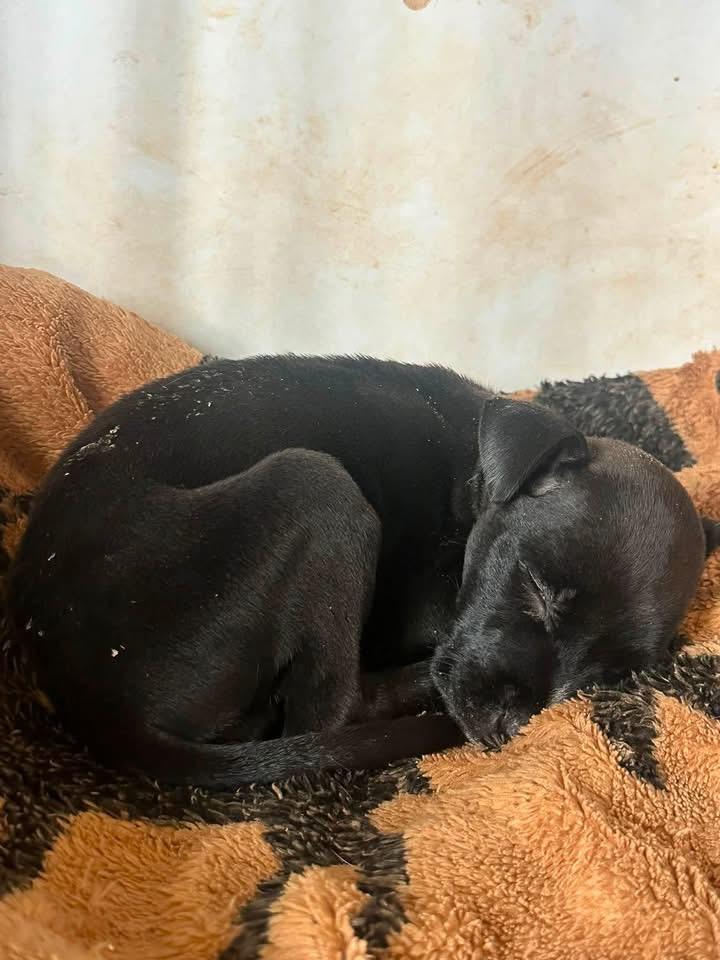 Angel, a Adoptable mixed breed in Kannapolis, NC image 2/2