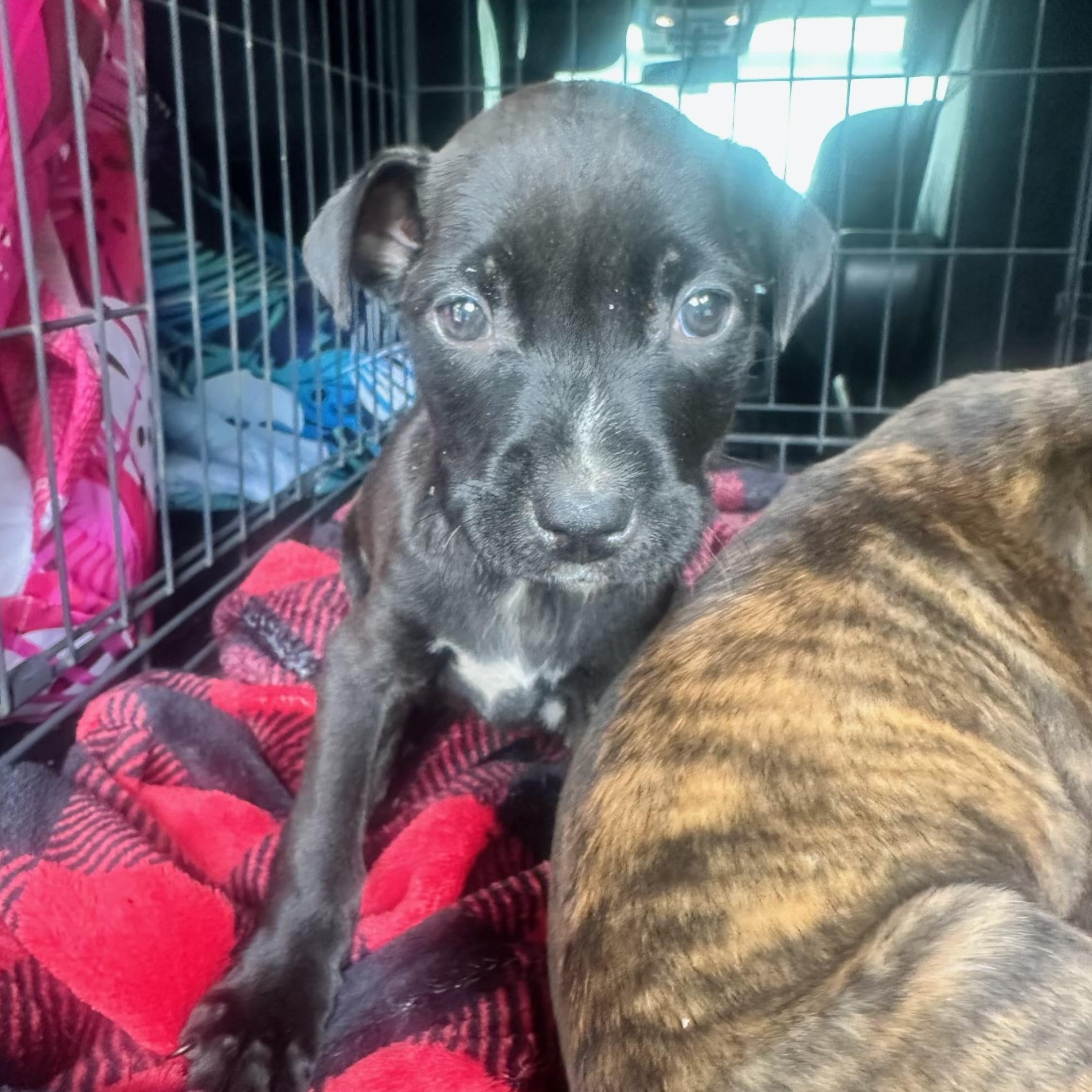 Angel, Adoptable, Puppy Female Labrador Retriever.