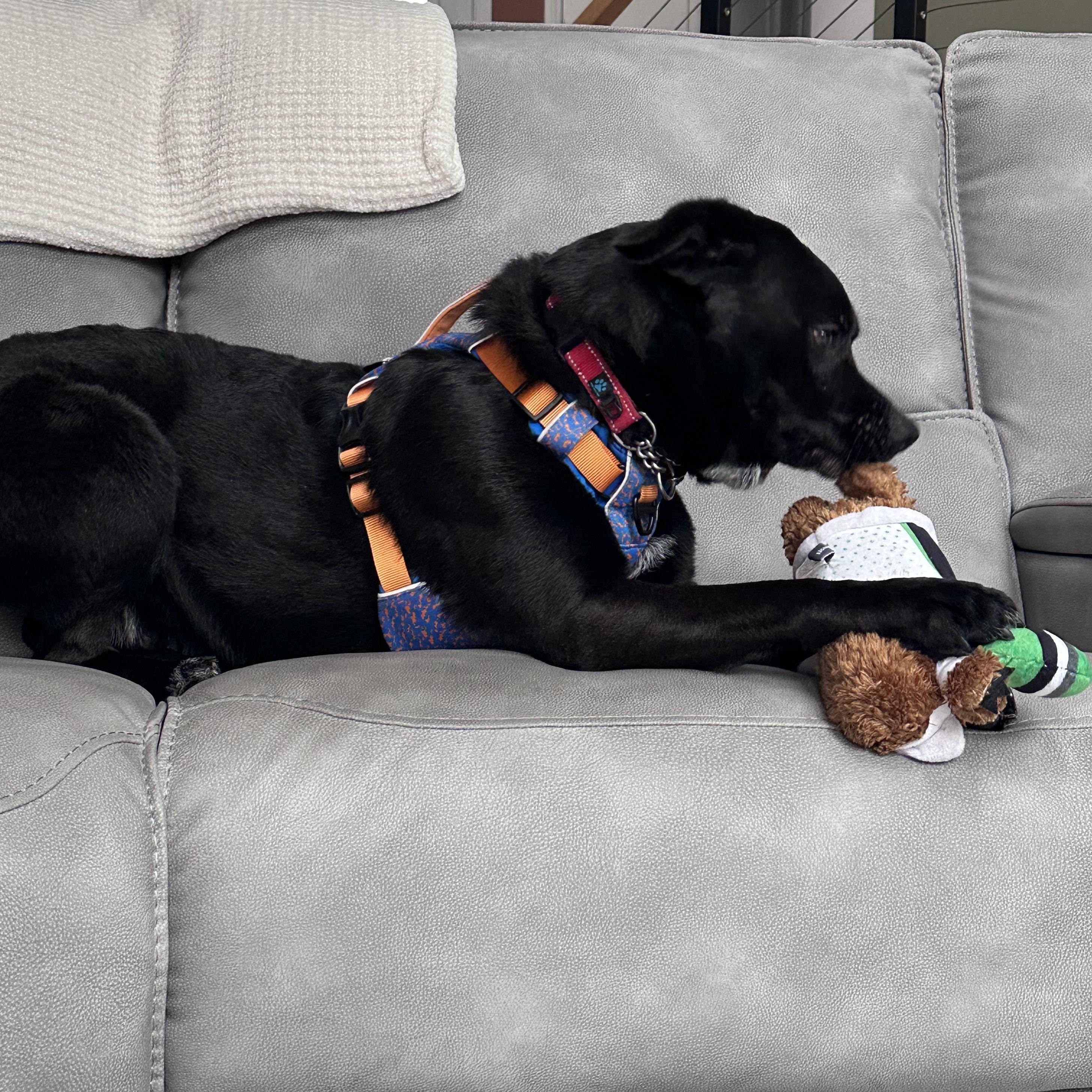 Enlarge Duke (Not On Site), a Adoptable Mixed Breed in Mount Pleasant, MI image 3/5