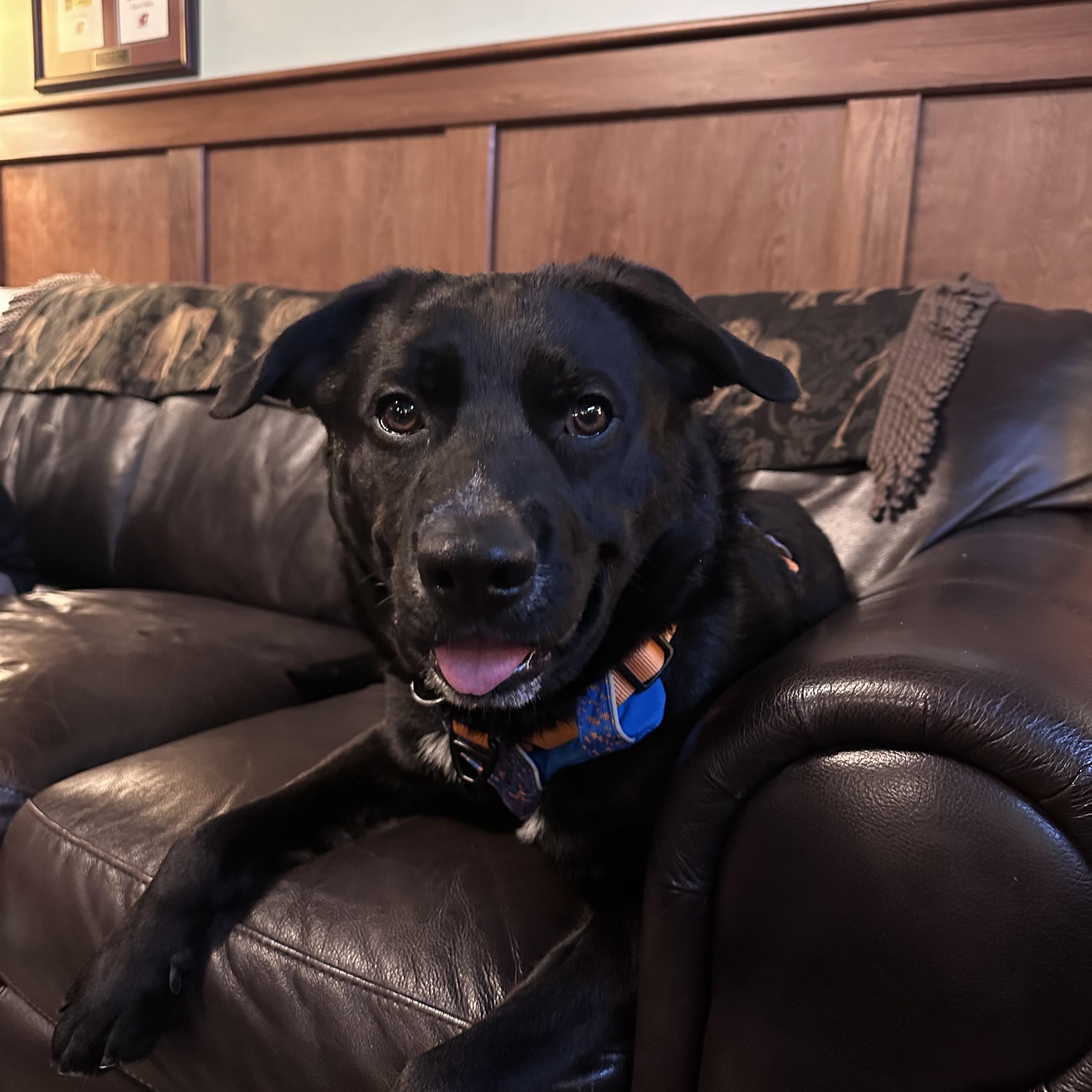 Enlarge Duke (Not On Site), a Adoptable Mixed Breed in Mount Pleasant, MI image 4/5