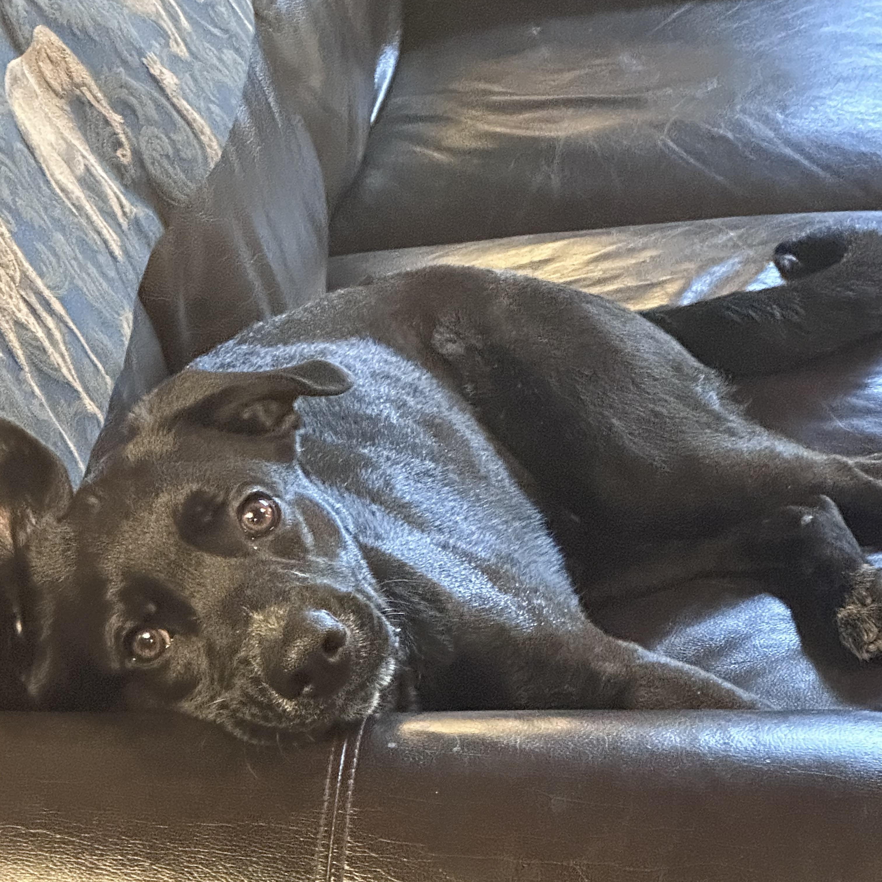 Enlarge Duke (Not On Site), a Adoptable Mixed Breed in Mount Pleasant, MI image 1/5