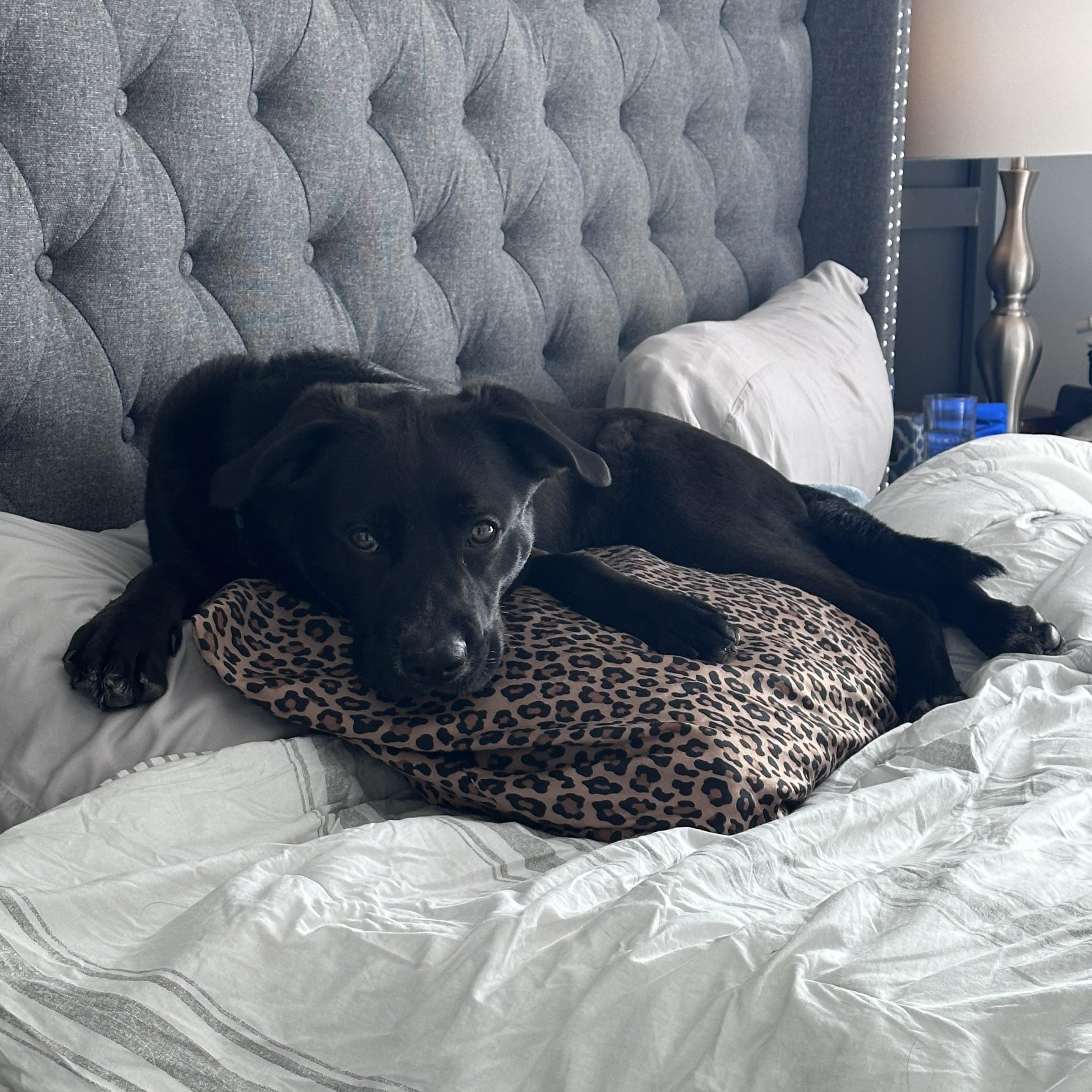 Enlarge Duke (Not On Site), a Adoptable Mixed Breed in Mount Pleasant, MI image 5/5