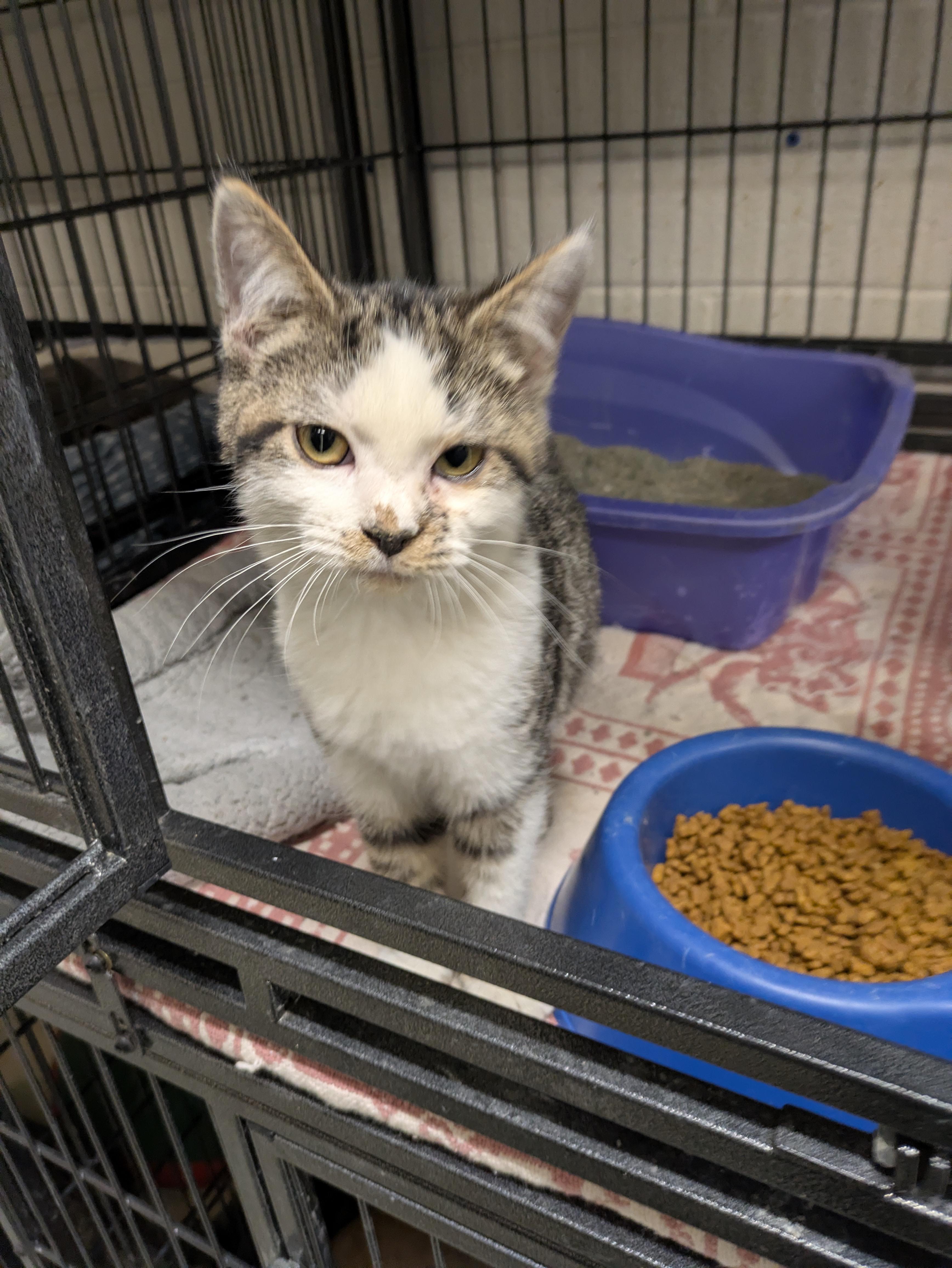 Daltona, an adopted mixed breed in Bedford, VA image 2/2