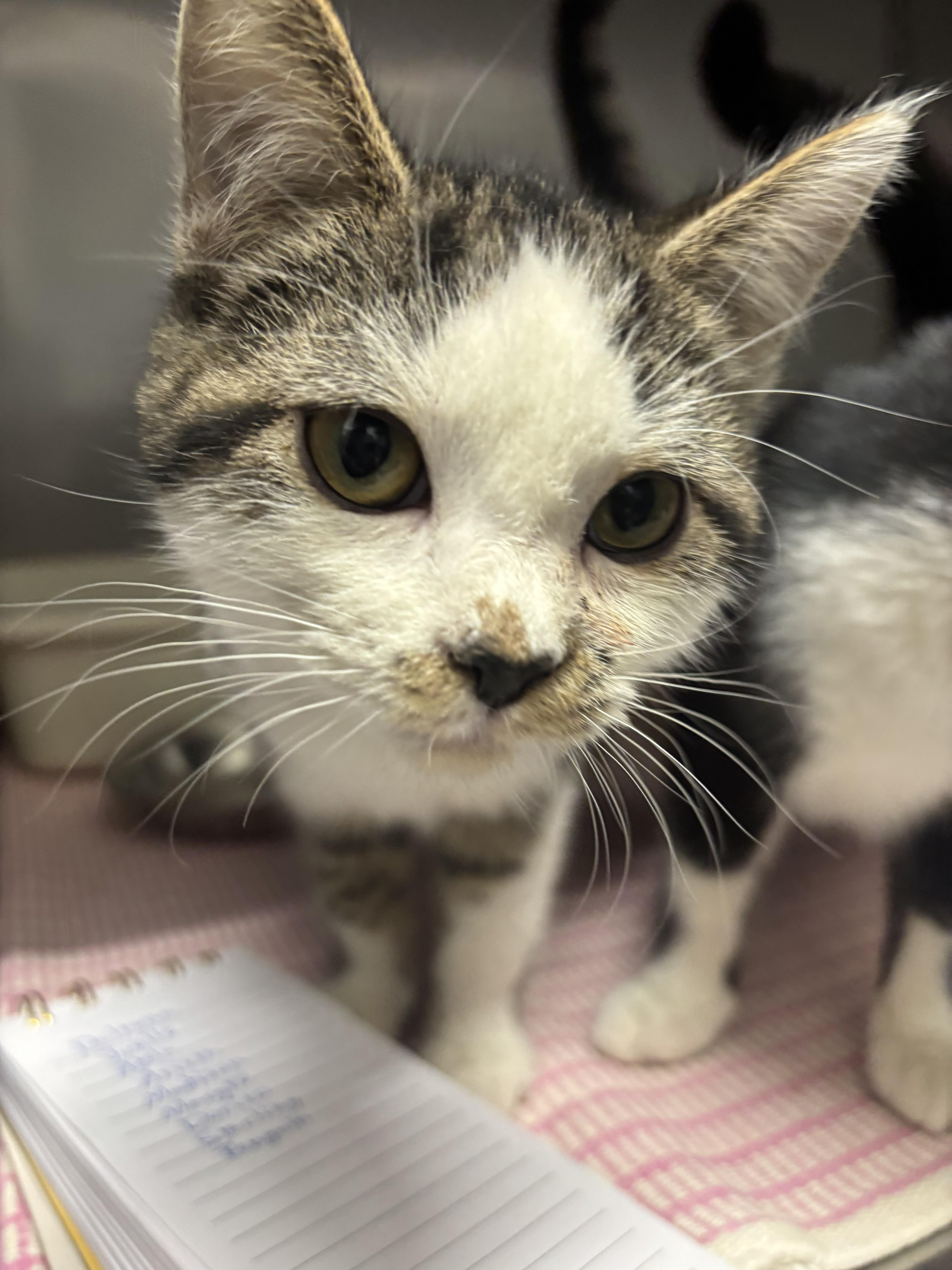 Daltona, an adopted mixed breed in Bedford, VA image 1/2