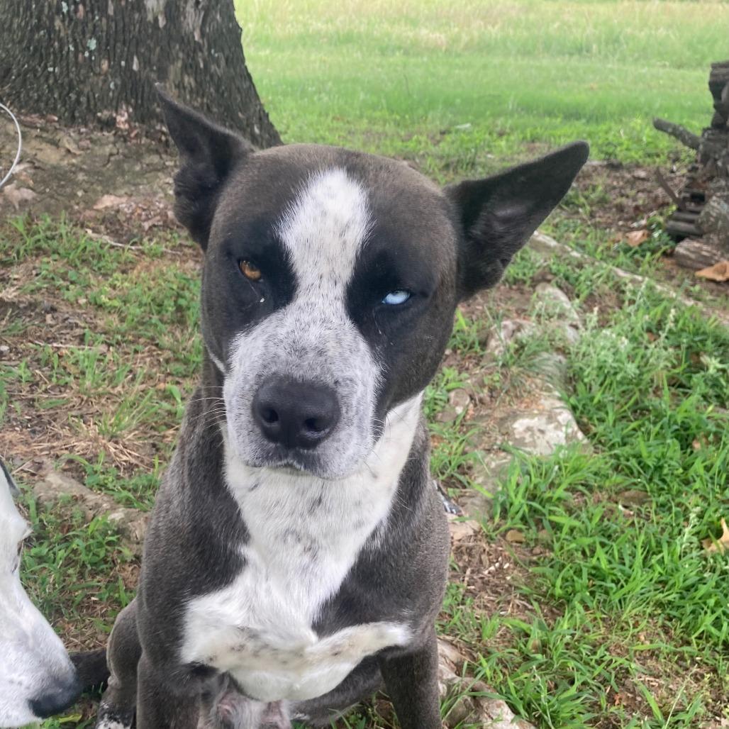 King David, Adoptable, Young Male Pit Bull Terrier & Husky.