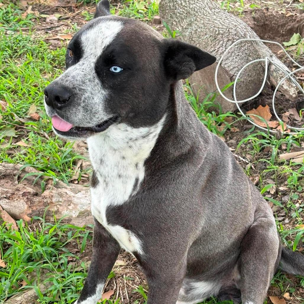 Enlarge King David, a Adoptable mixed breed in Wadena, MN image 2/6