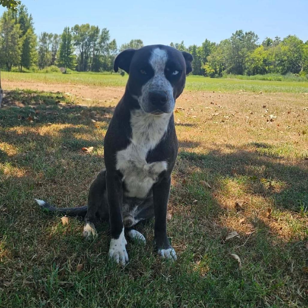 Enlarge King David, a Adoptable mixed breed in Wadena, MN image 3/6