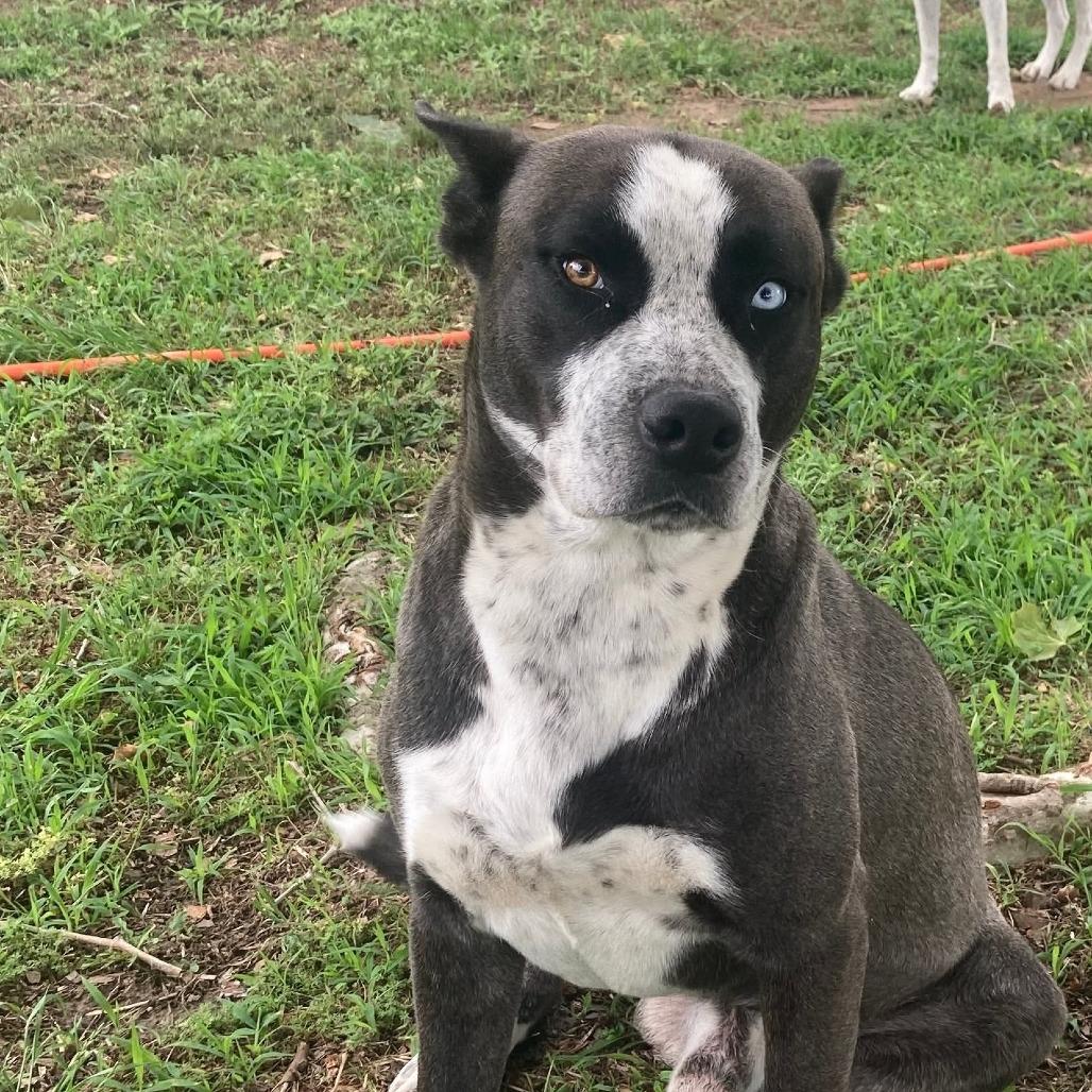Enlarge King David, a Adoptable mixed breed in Wadena, MN image 4/6