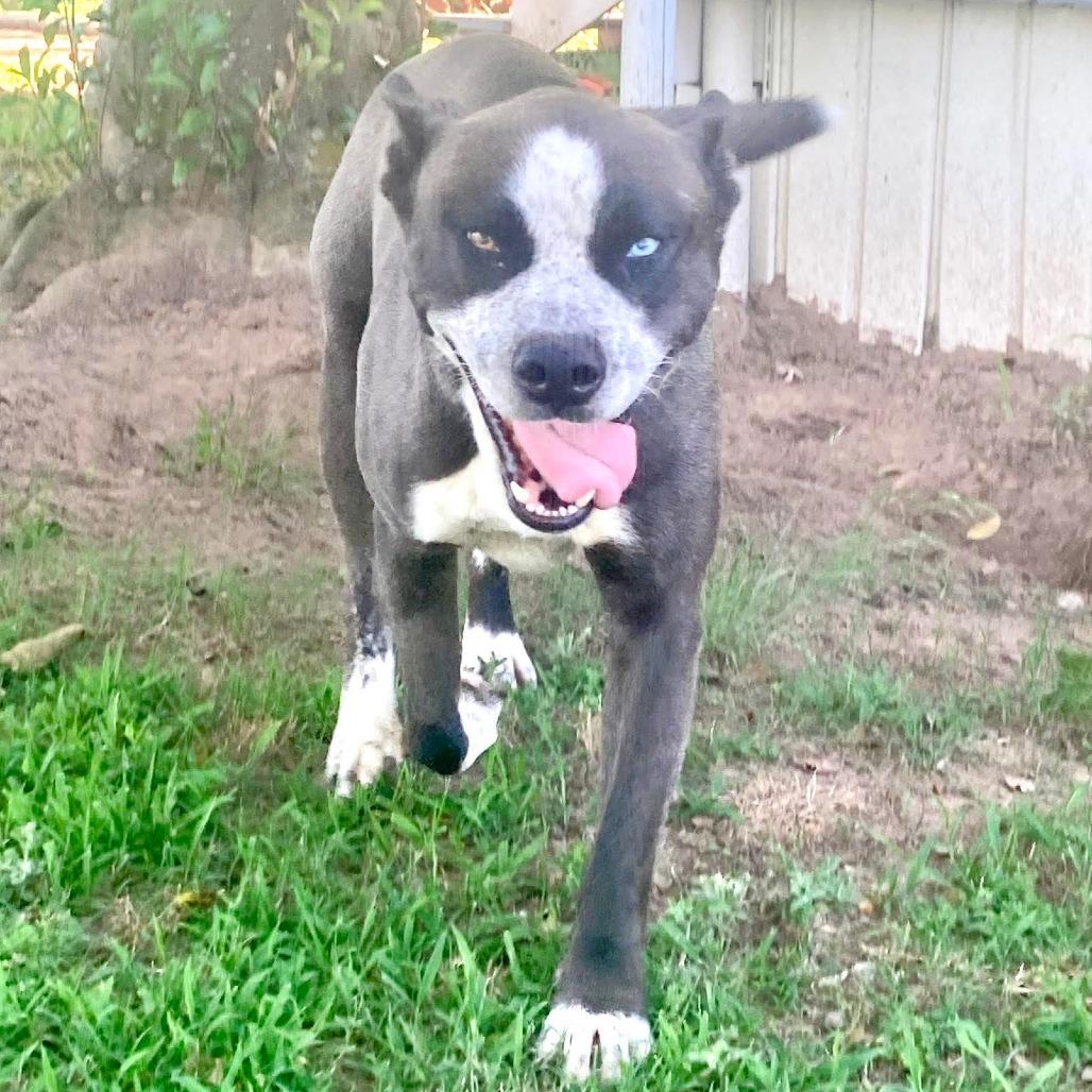 Enlarge King David, a Adoptable mixed breed in Wadena, MN image 5/6