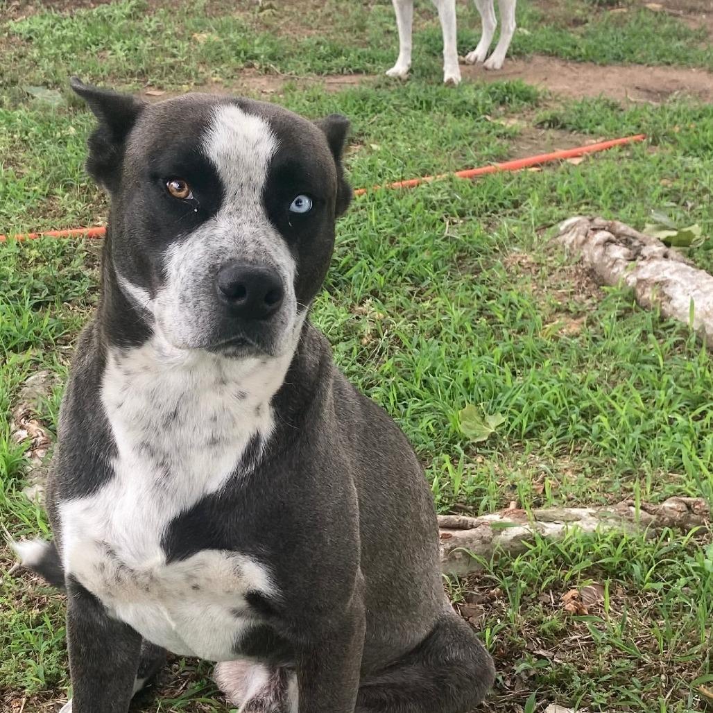 Enlarge King David, a Adoptable mixed breed in Wadena, MN image 6/6
