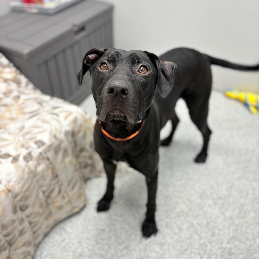 Enlarge Dee, a Adoptable mixed breed in Monticello, IA image 6/6