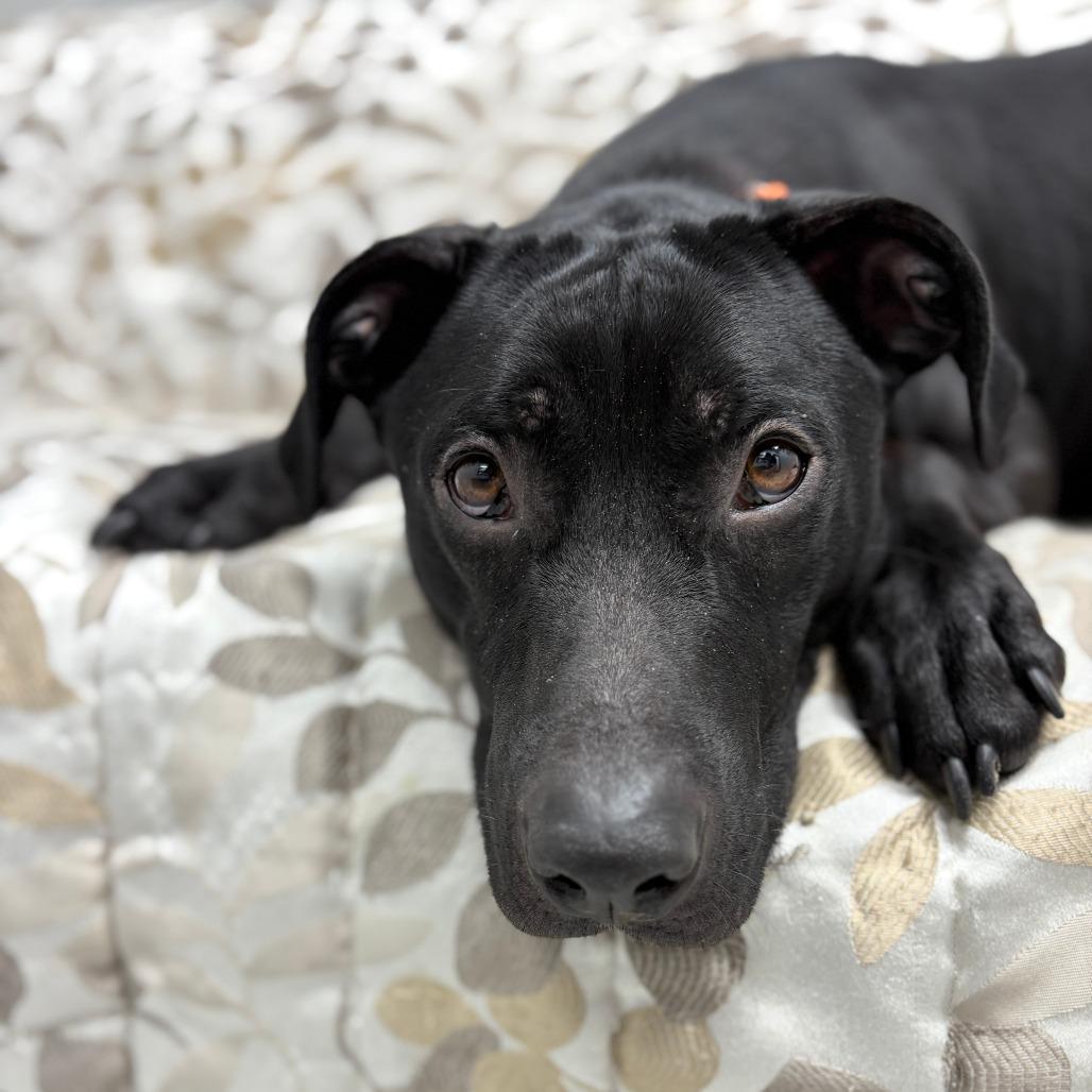 Enlarge Dee, a Adoptable mixed breed in Monticello, IA image 5/6
