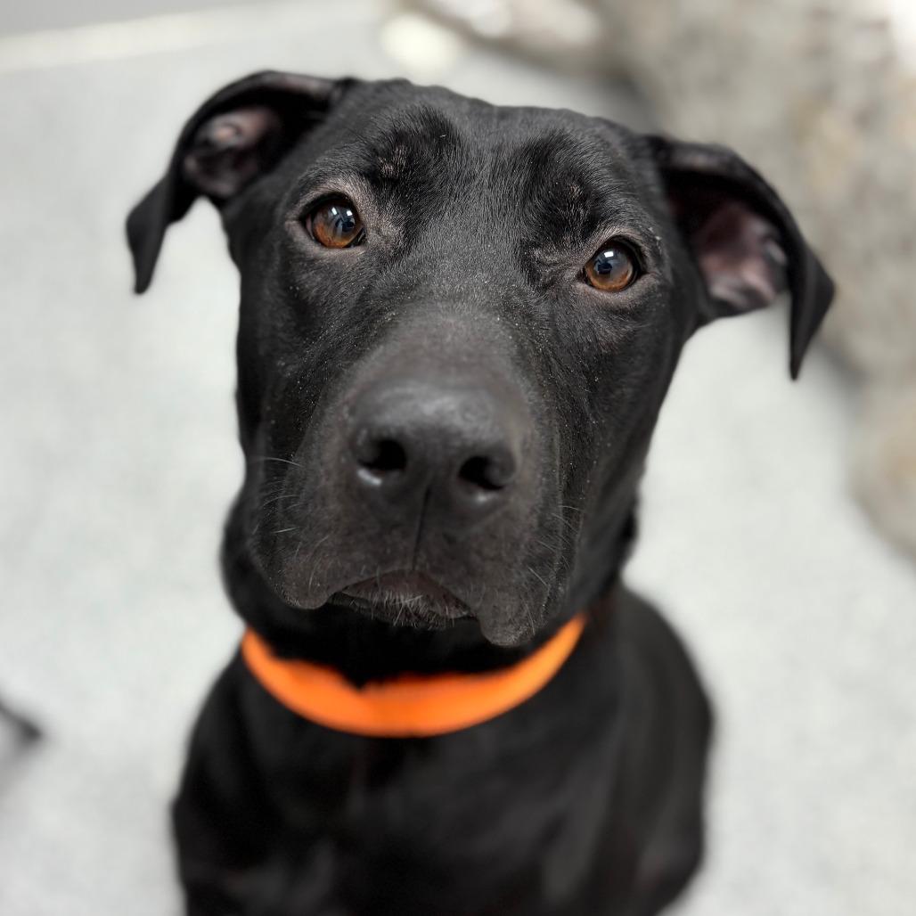 Enlarge Dee, a Adoptable mixed breed in Monticello, IA image 3/6