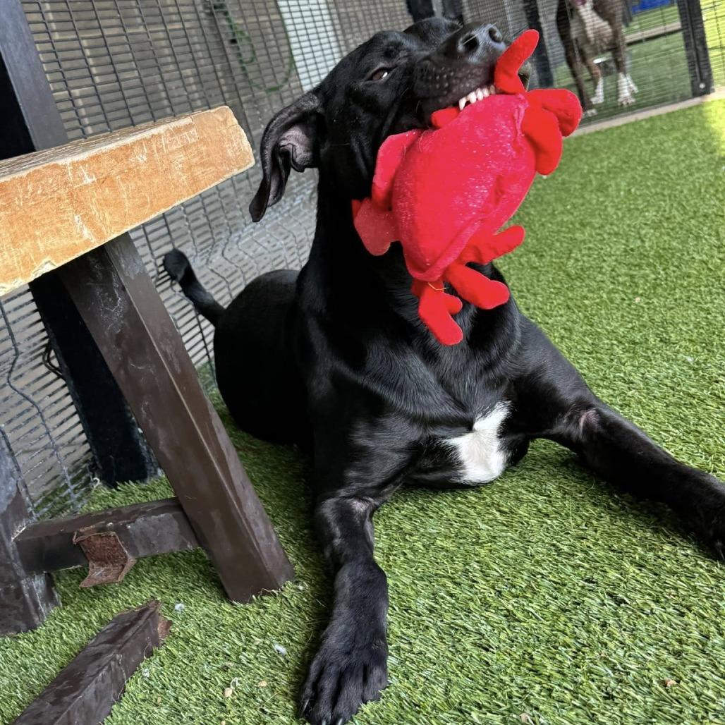 Enlarge Dee, a Adoptable mixed breed in Monticello, IA image 4/6