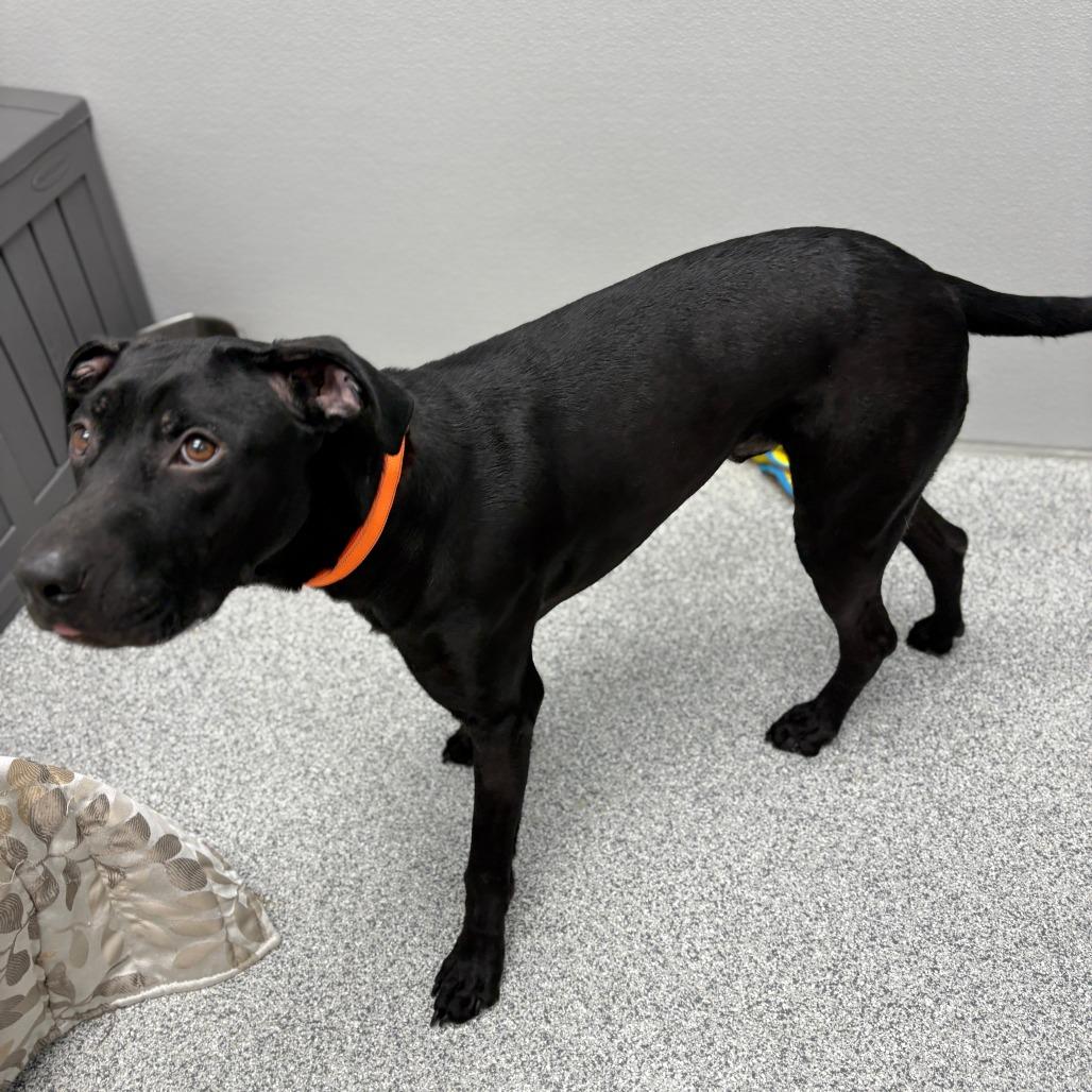 Enlarge Dee, a Adoptable mixed breed in Monticello, IA image 2/6