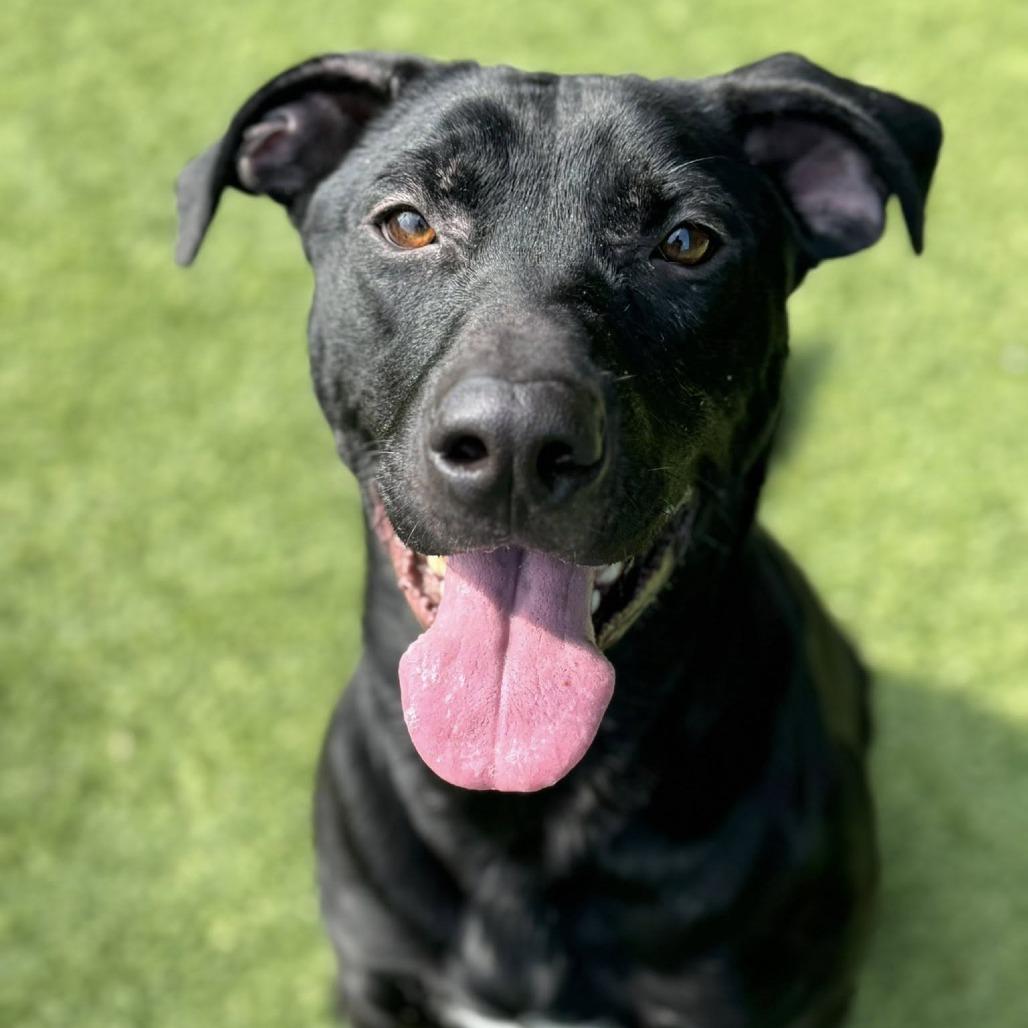 Dee, Adoptable, Adult Male Black Labrador Retriever & Mixed Breed.