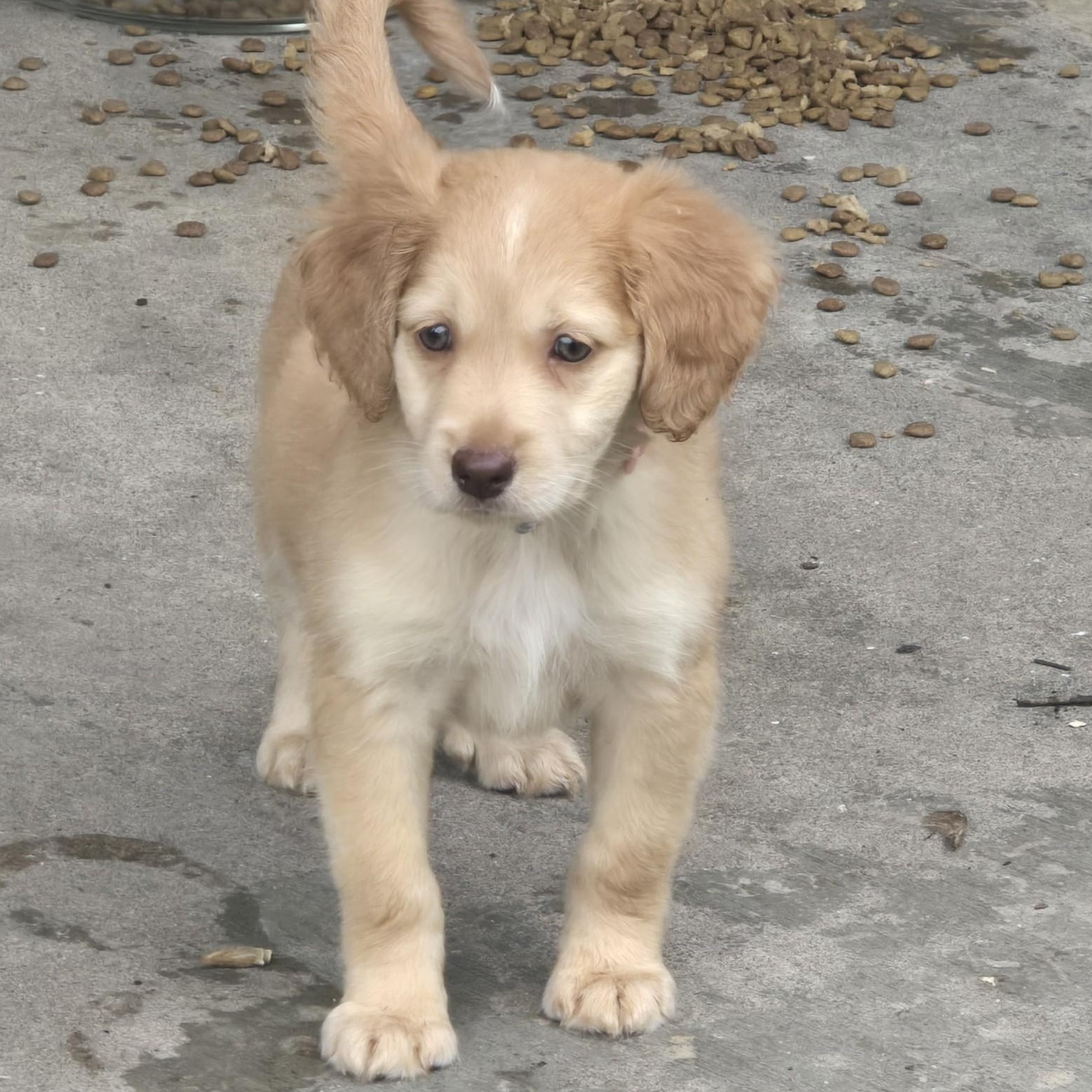 Dorothy, ADOPTABLE, Puppy Female Brittany Spaniel.