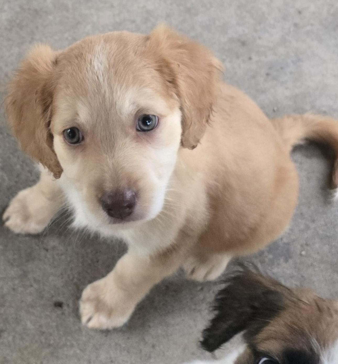 Dorothy, a ADOPTABLE mixed breed in Fredericksburg, VA image 2/3