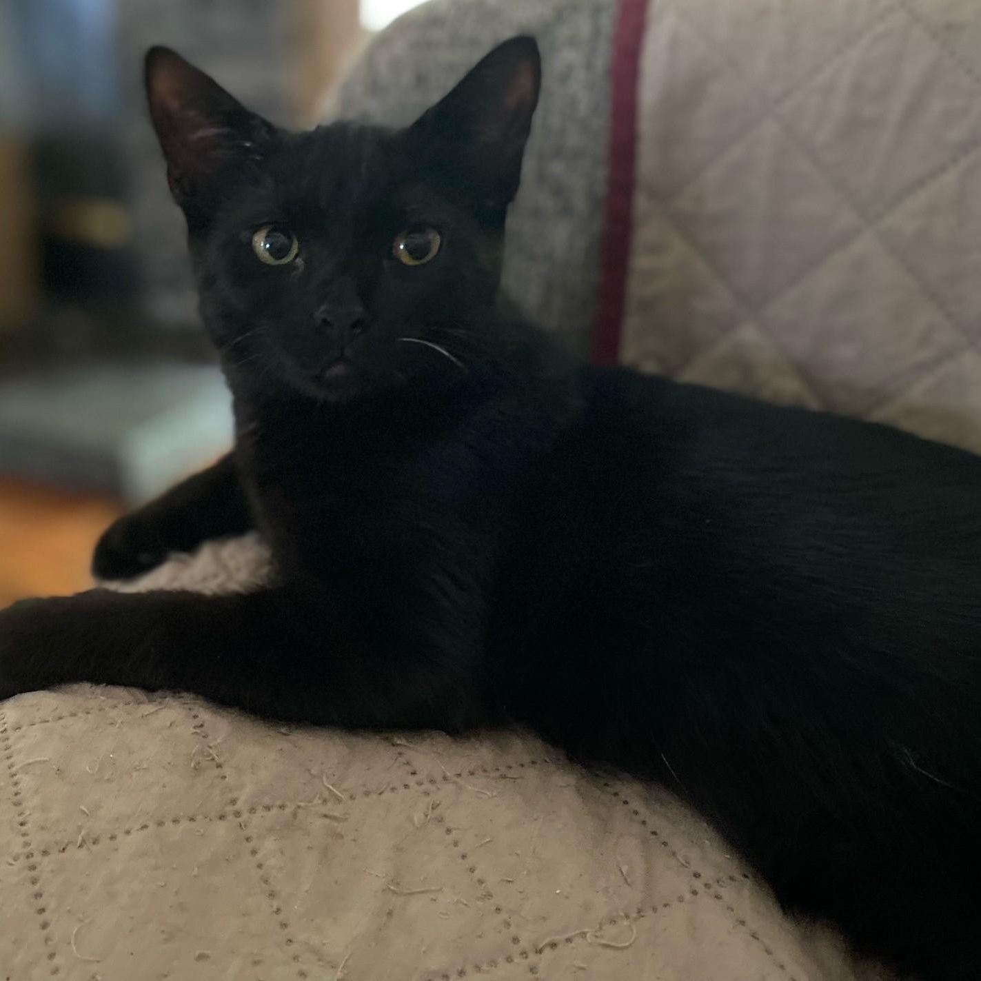 Enlarge Dash, a ADOPTABLE Domestic Short Hair in Johnson City, TN image 1/1