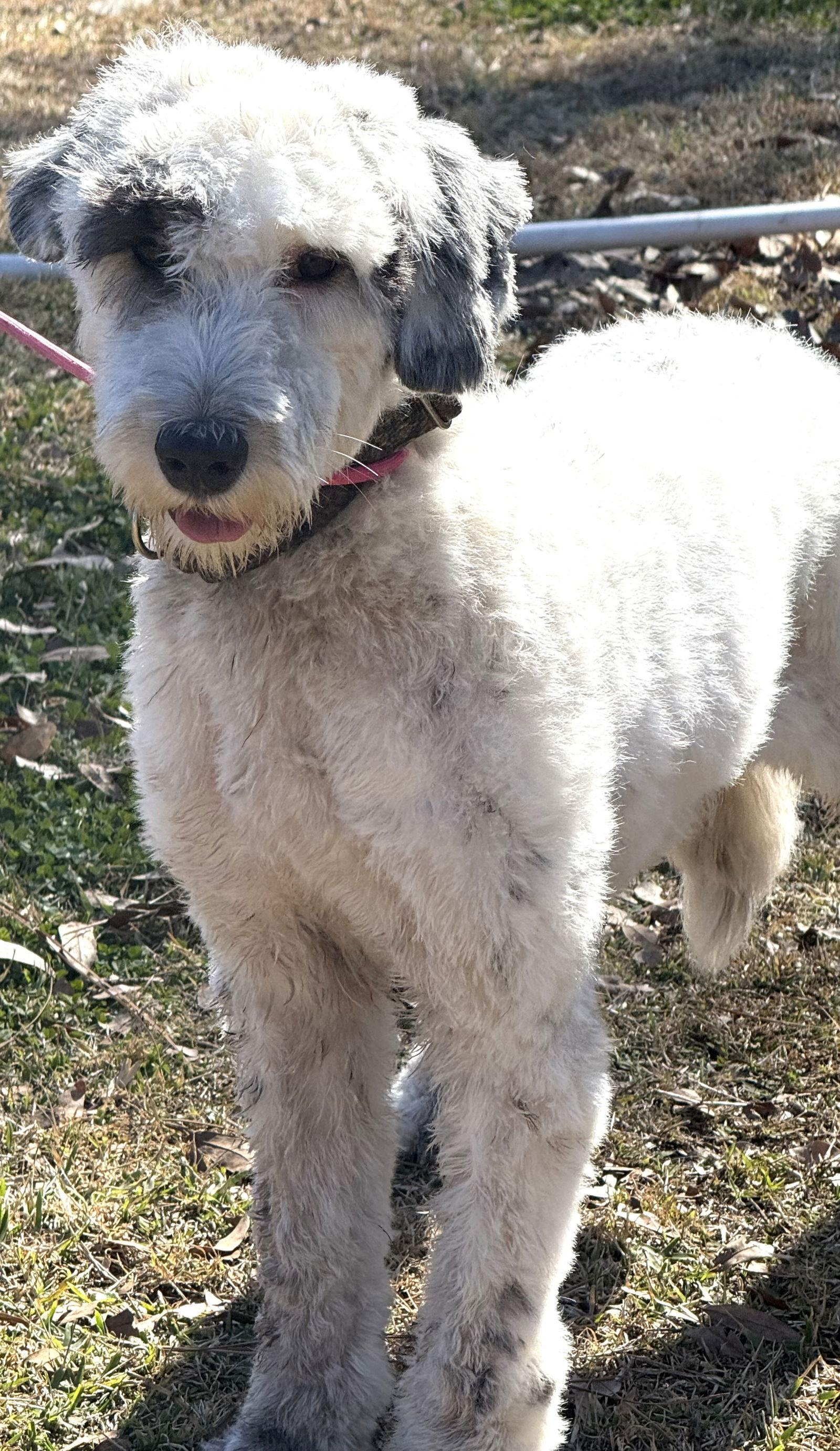 Bianca, a Adoptable mixed breed in Valrico, FL image 1/3