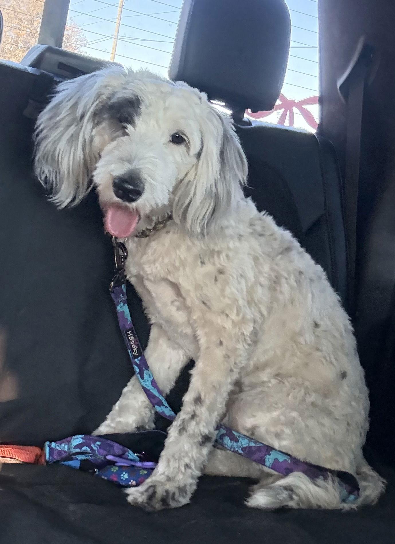 Bianca, a Adoptable mixed breed in Valrico, FL image 2/3