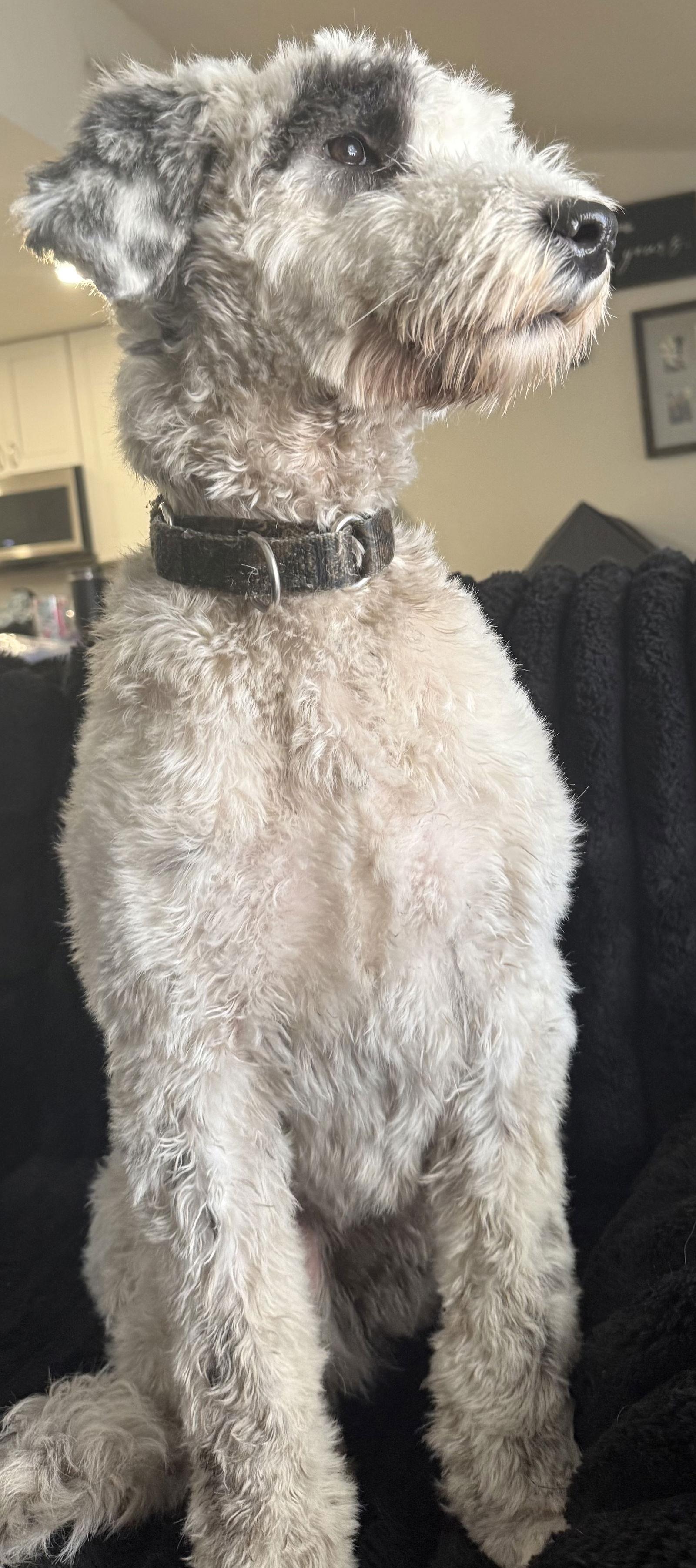 Bianca, a Adoptable mixed breed in Valrico, FL image 3/3