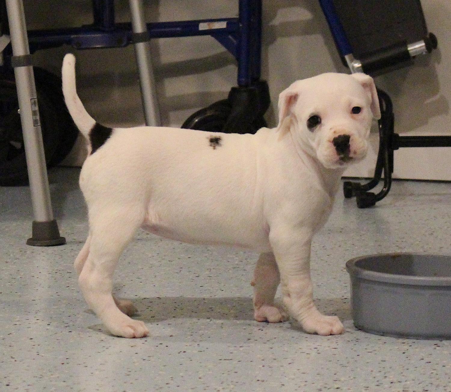 Enlarge Sophie, an adopted mixed breed in Bedford, VA image 5/6