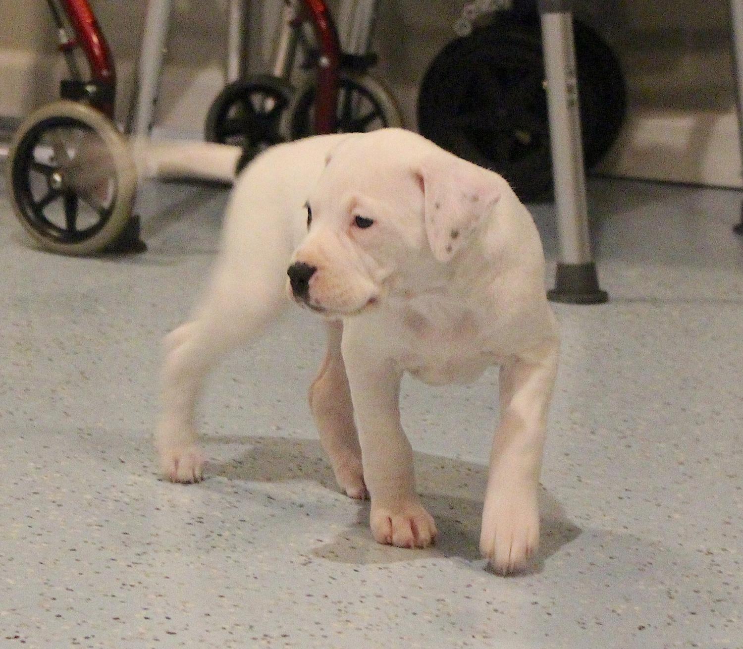 Enlarge Sophie, an adopted mixed breed in Bedford, VA image 3/6