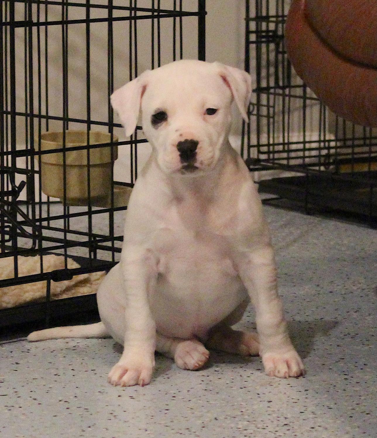 Enlarge Sophie, an adopted mixed breed in Bedford, VA image 2/6