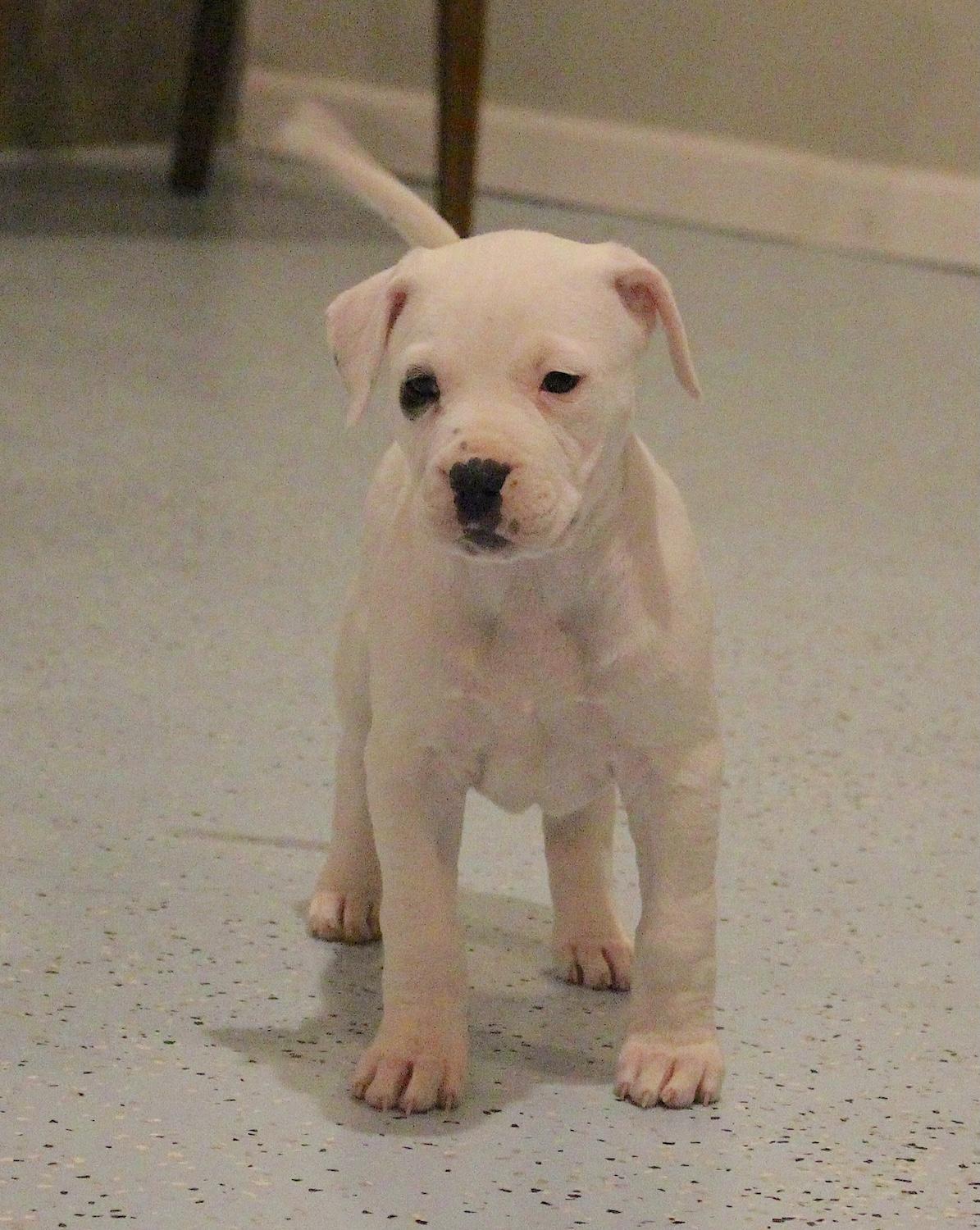 Enlarge Sophie, an adopted mixed breed in Bedford, VA image 4/6