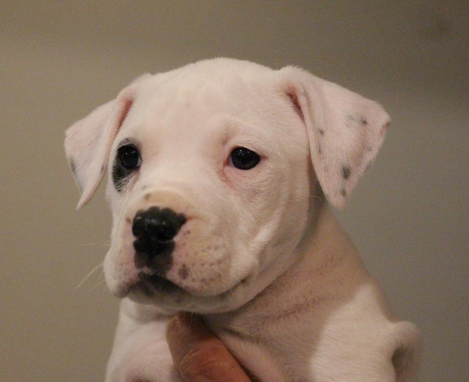 Enlarge Sophie, an adopted mixed breed in Bedford, VA image 1/6