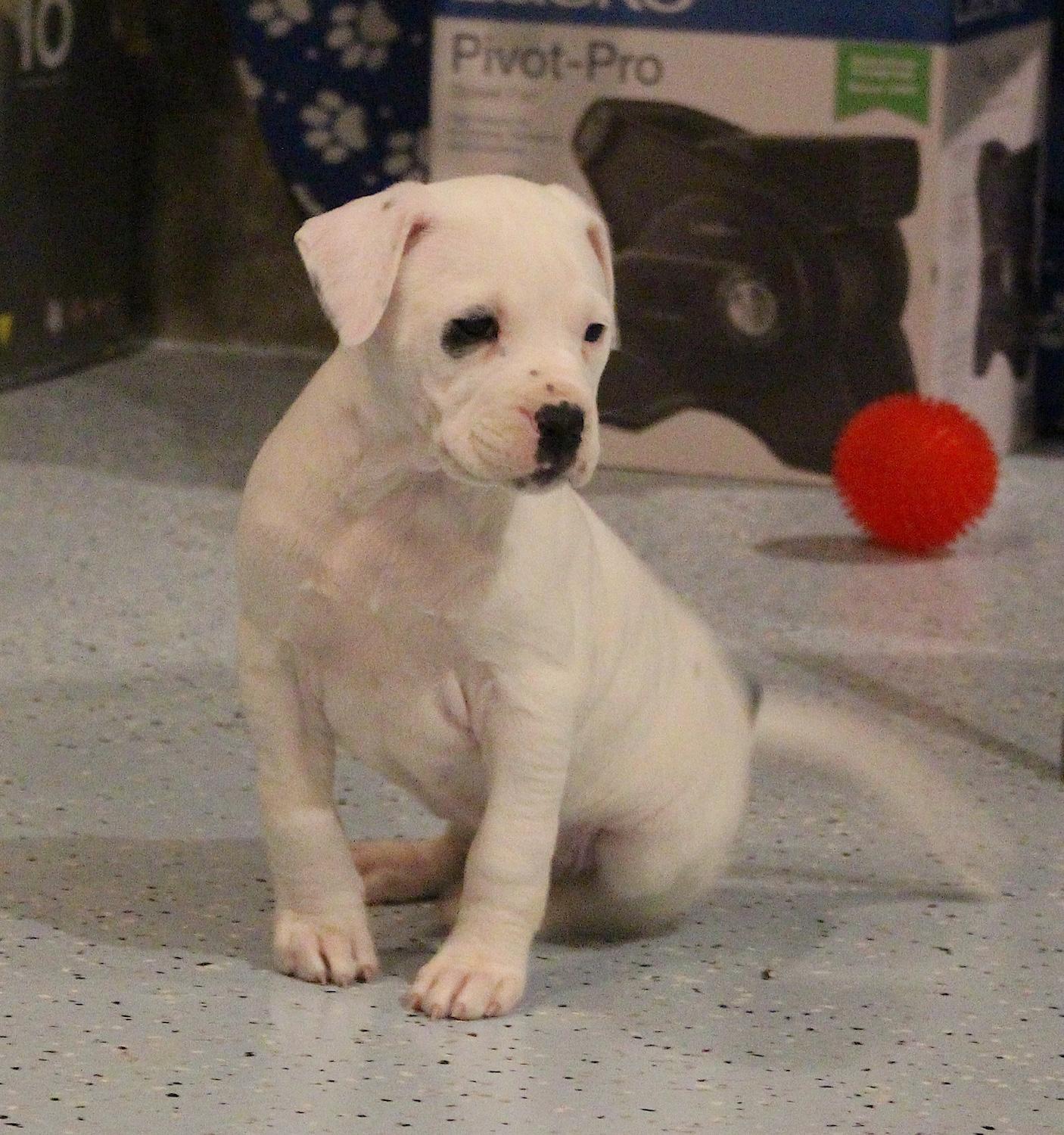 Enlarge Sophie, an adopted mixed breed in Bedford, VA image 6/6