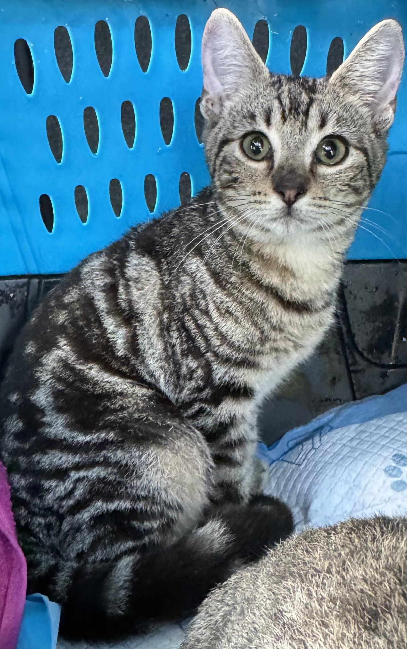 WILLOW, adopted, Young Female Domestic Short Hair & Tabby.