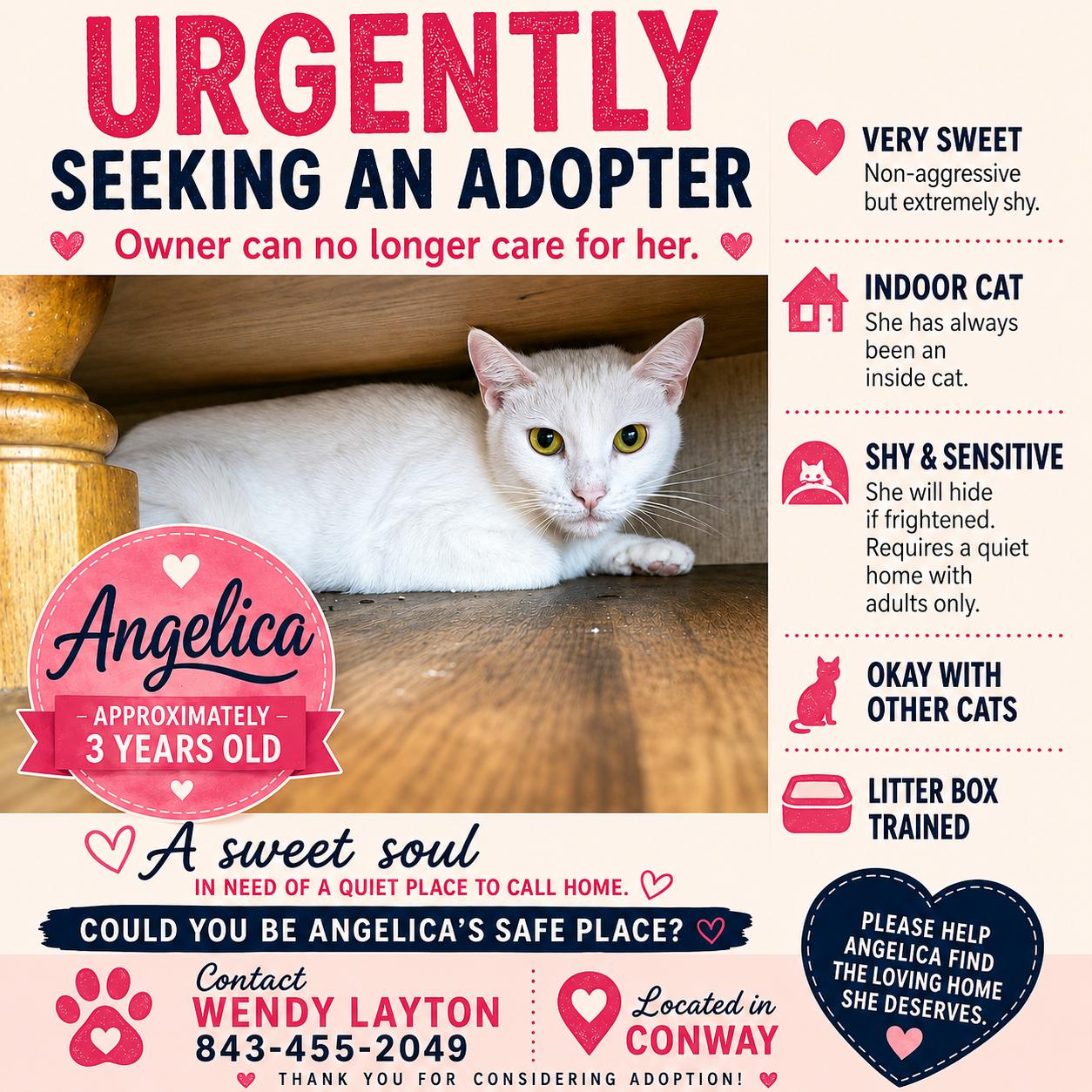 Angelica (urgent-courtesy listing), an adopted Domestic Short Hair in Myrtle Beach, SC image 1/2