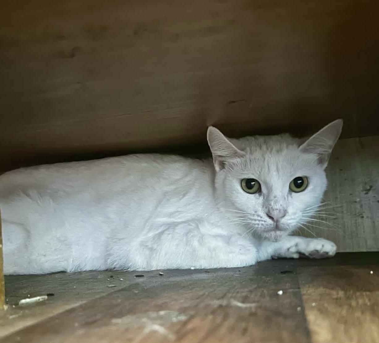 Angelica (urgent-courtesy listing), an adopted Domestic Short Hair in Myrtle Beach, SC image 2/2