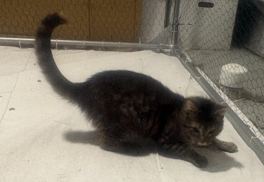 Older Kitten: Aspen, Adoptable, Kitten Female Domestic Short Hair.