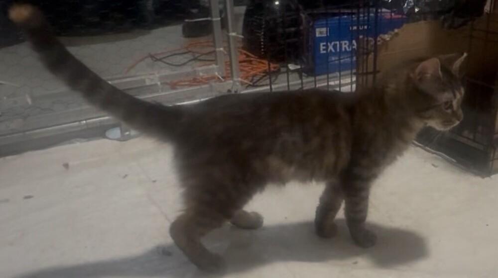 Enlarge Older Kitten: Aspen, a Adoptable Domestic Short Hair in catonsville , MD image 2/2