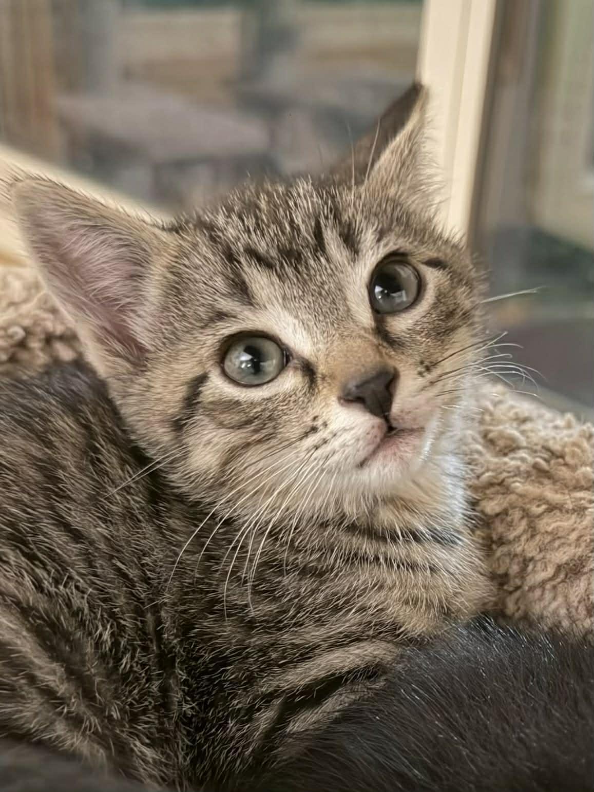 Enlarge Muffin, an adopted Domestic Short Hair in Martinsville, IN image 2/2