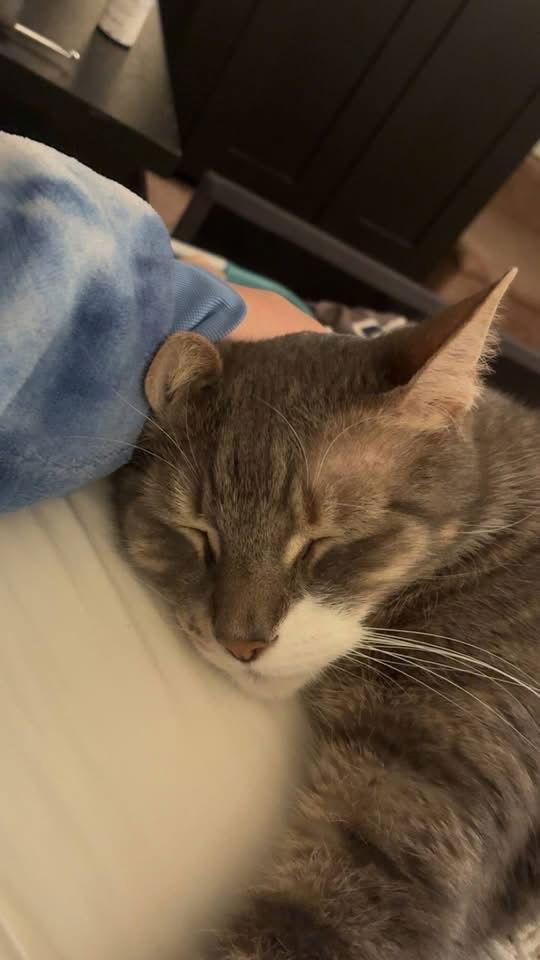 Tramp, Adoptable, Adult Male Domestic Short Hair.