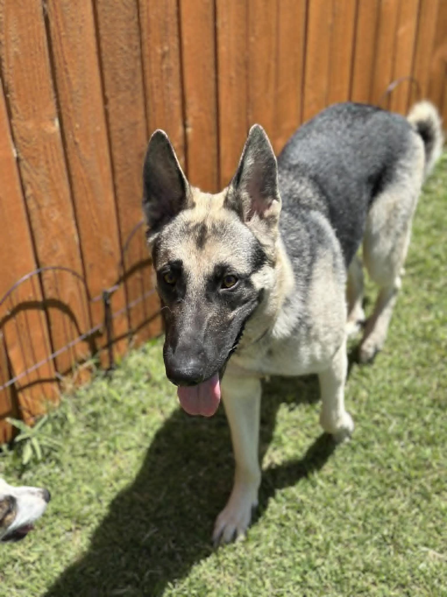 Enlarge Rossi, a ADOPTABLE mixed breed in Mesa, AZ image 1/4