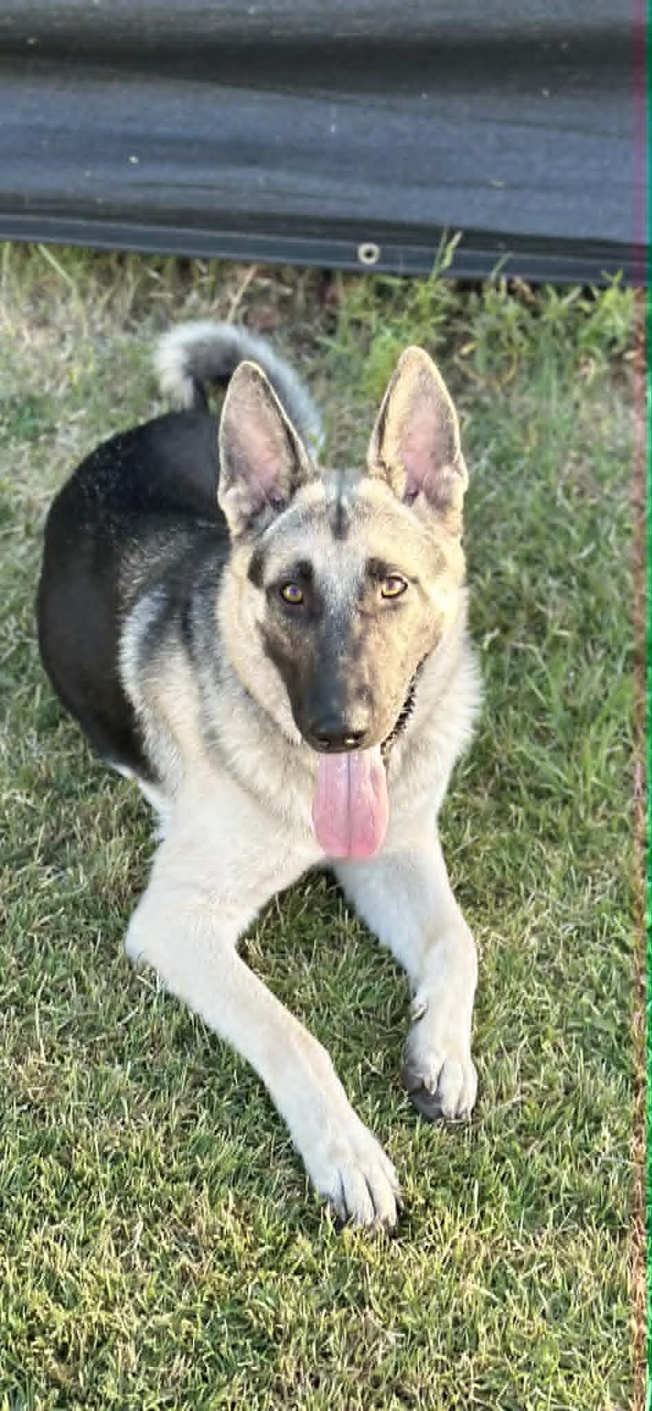 Enlarge Rossi, a ADOPTABLE mixed breed in Mesa, AZ image 4/4